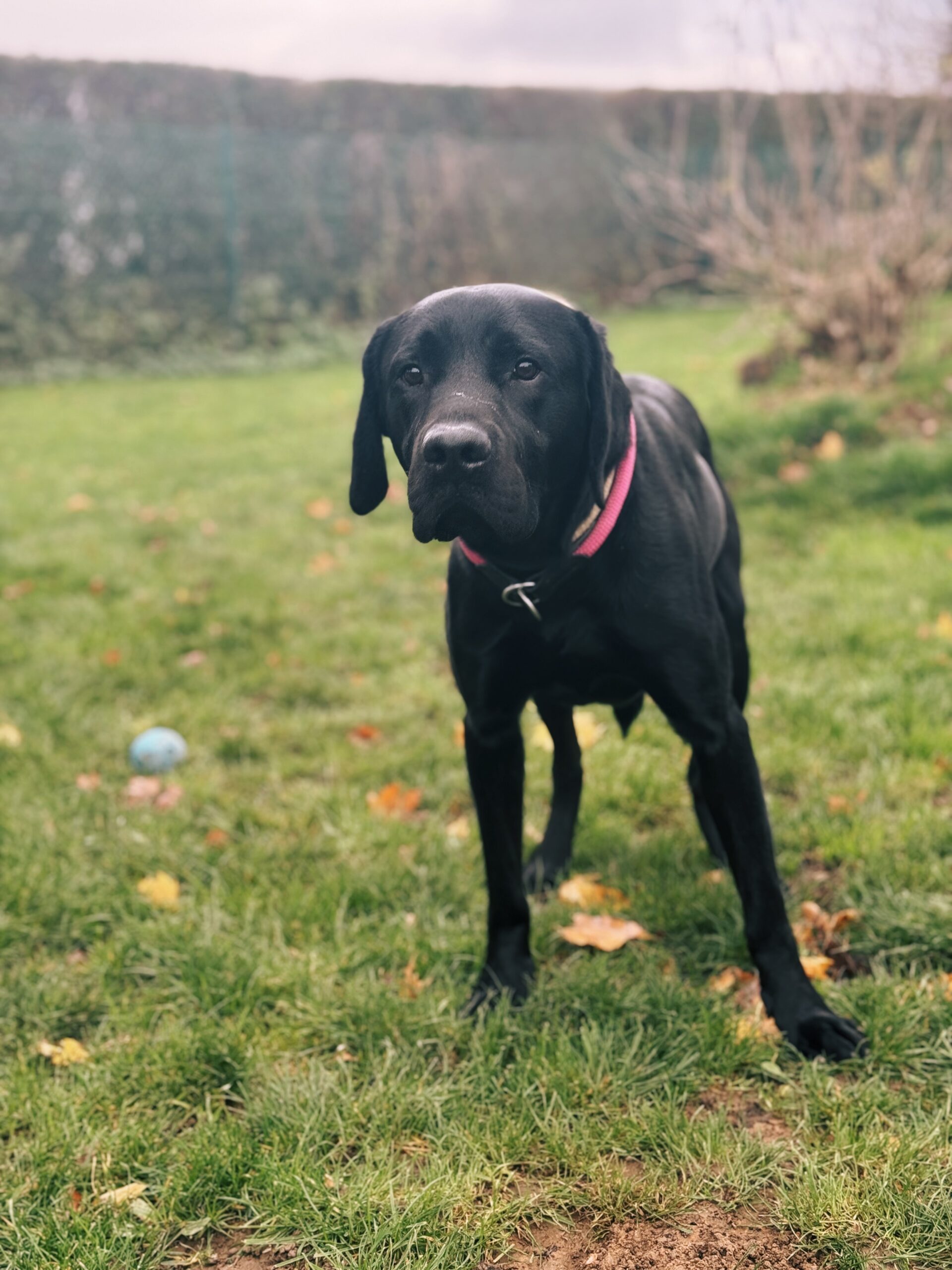 Gamin, chien à l'adoption chez Sans Collier