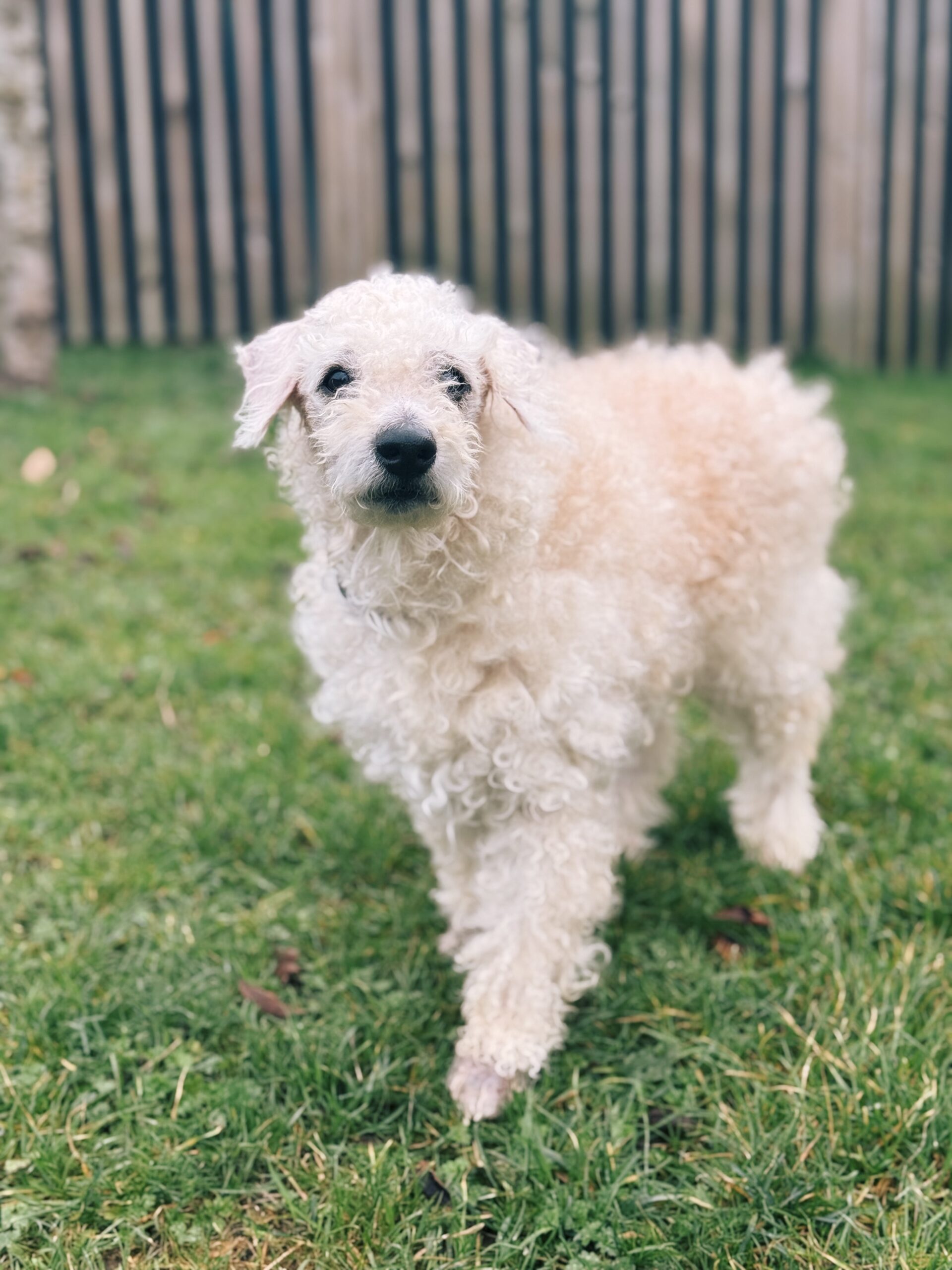 Marley, chien à l'adoption chez Sans Collier