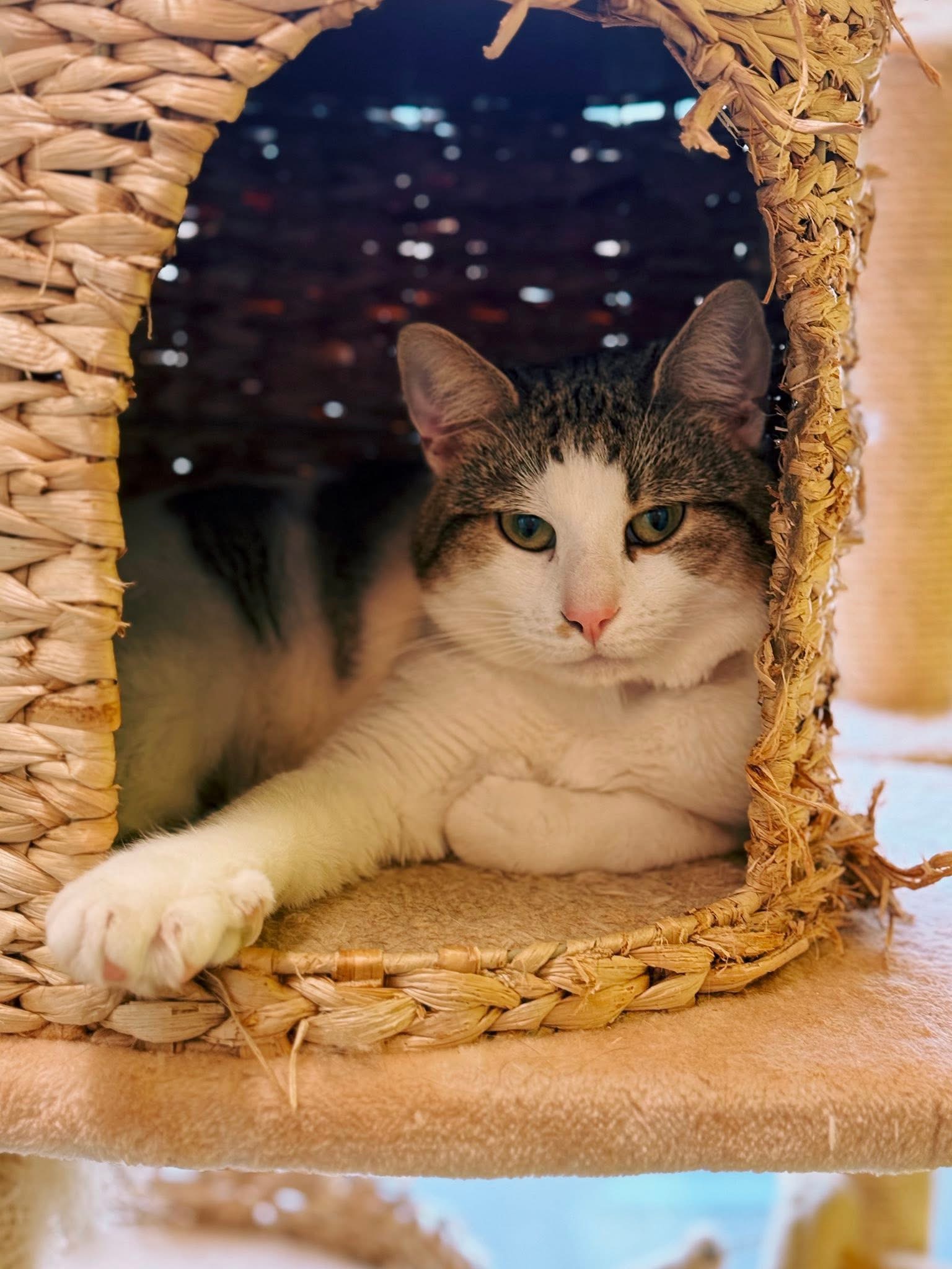 Camel, chat à l'adoption chez Sans Collier