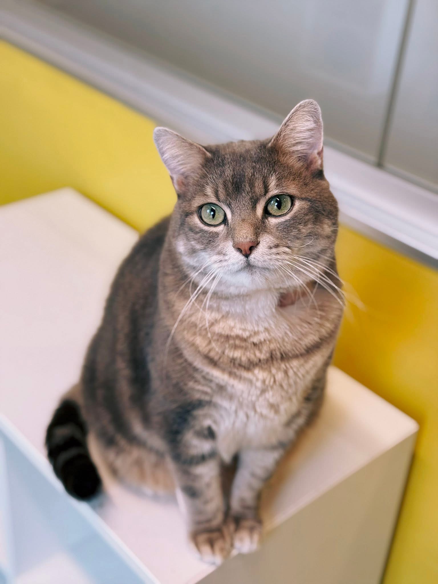 Winston, chat à l'adoption chez Sans Collier