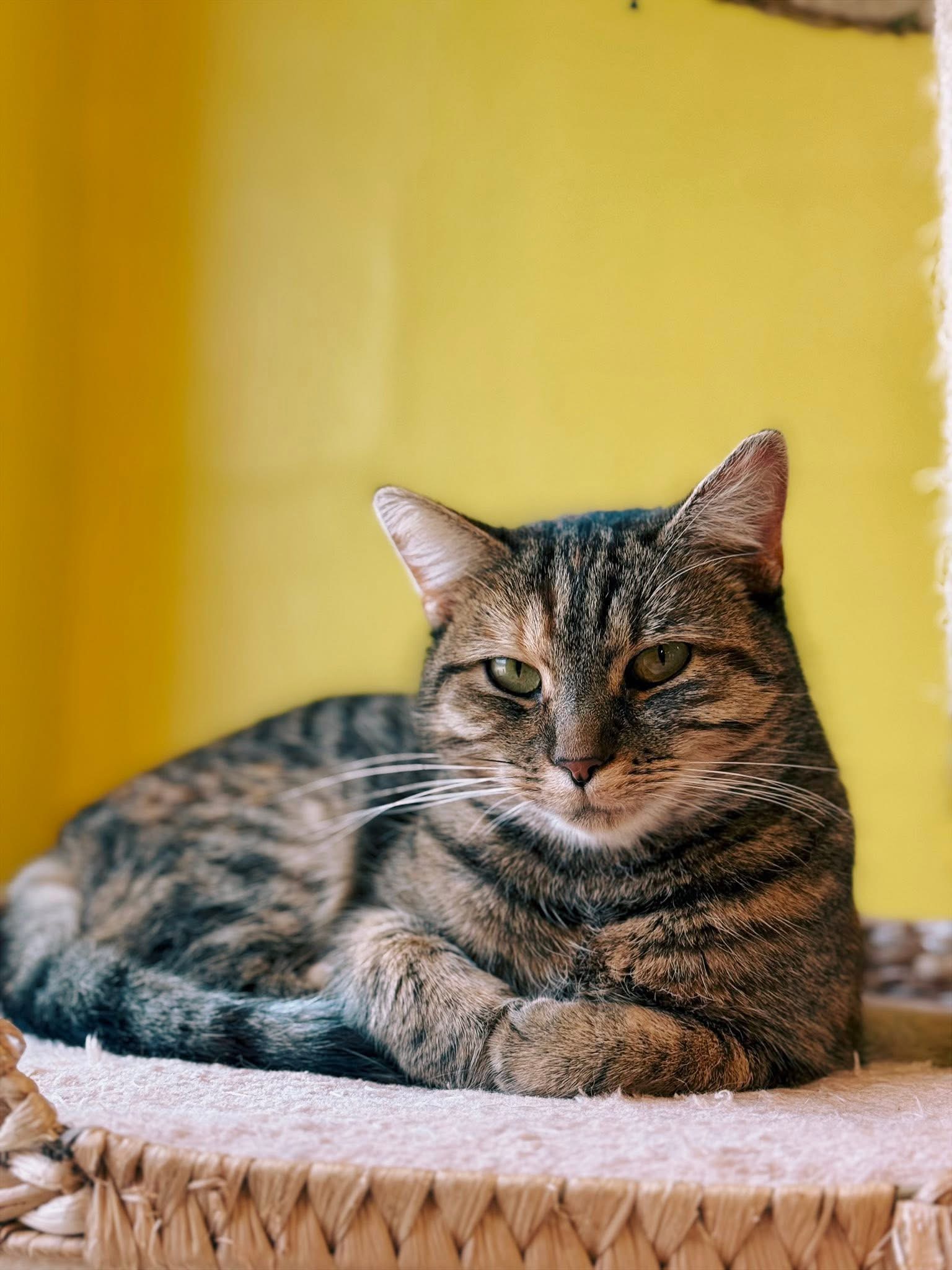 Lily, chat à l'adoption chez Sans Collier