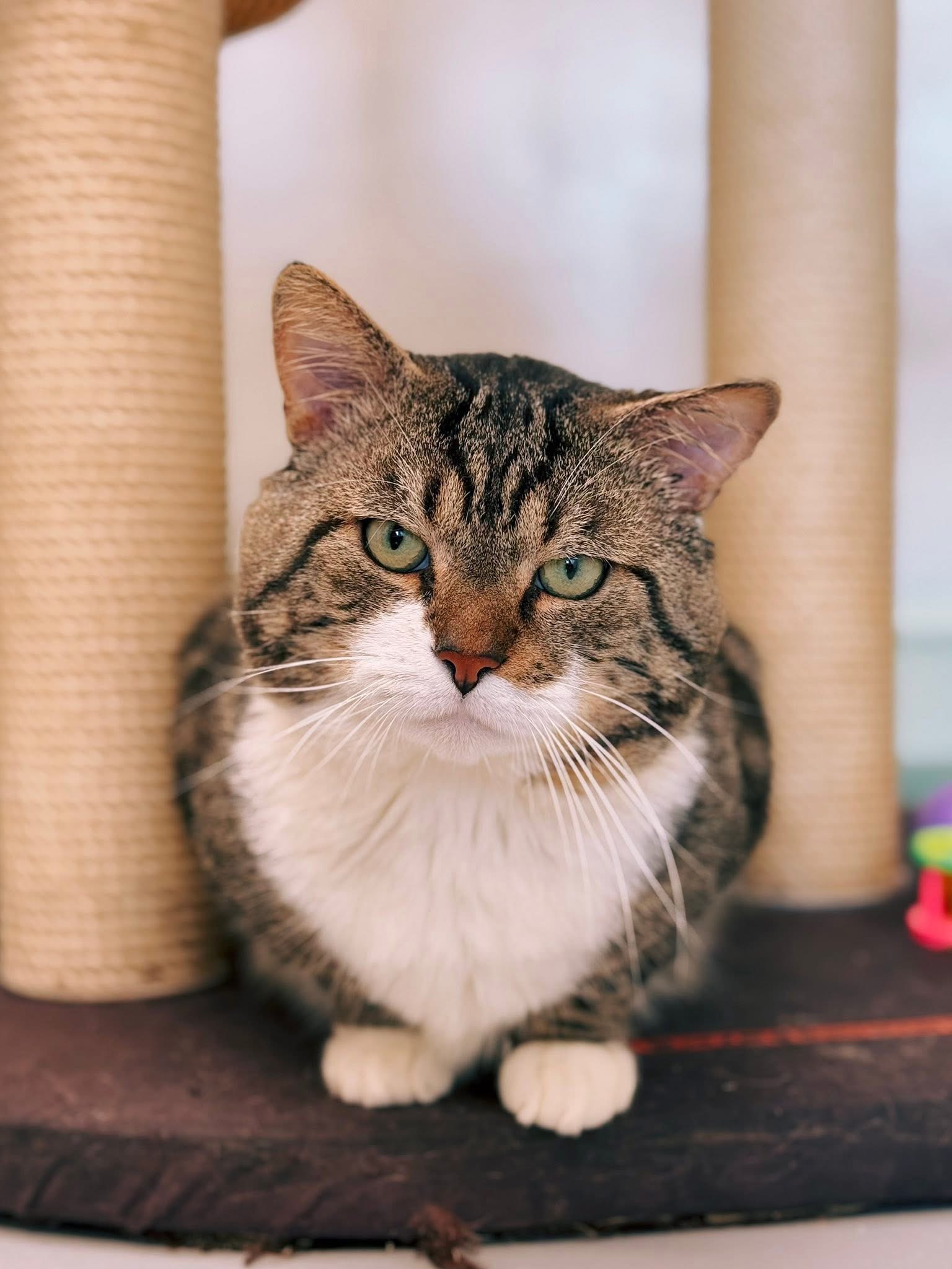 Grumpy, chat à l'adoption chez Sans Collier