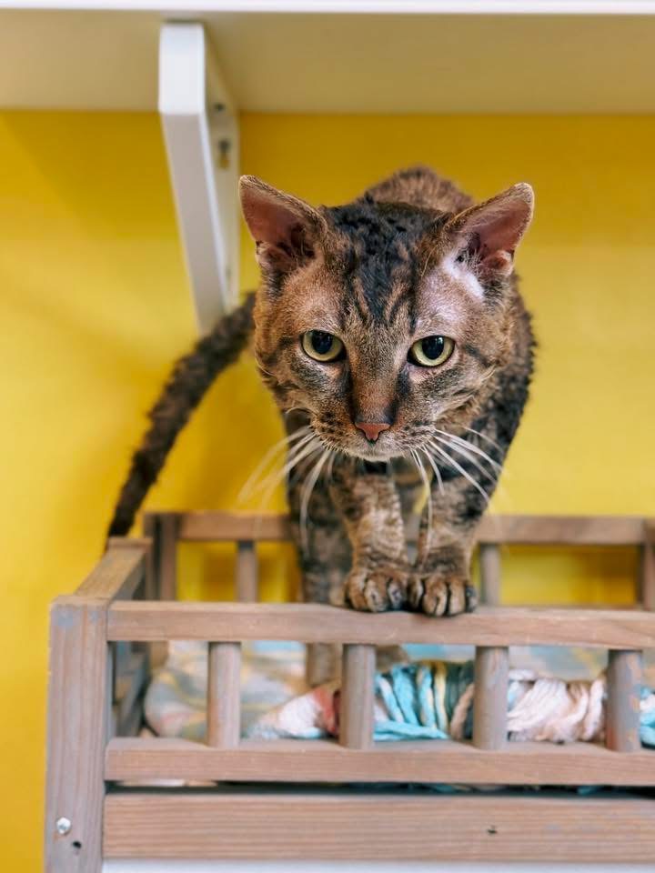 Pumpkin, chat à l'adoption chez Sans Collier