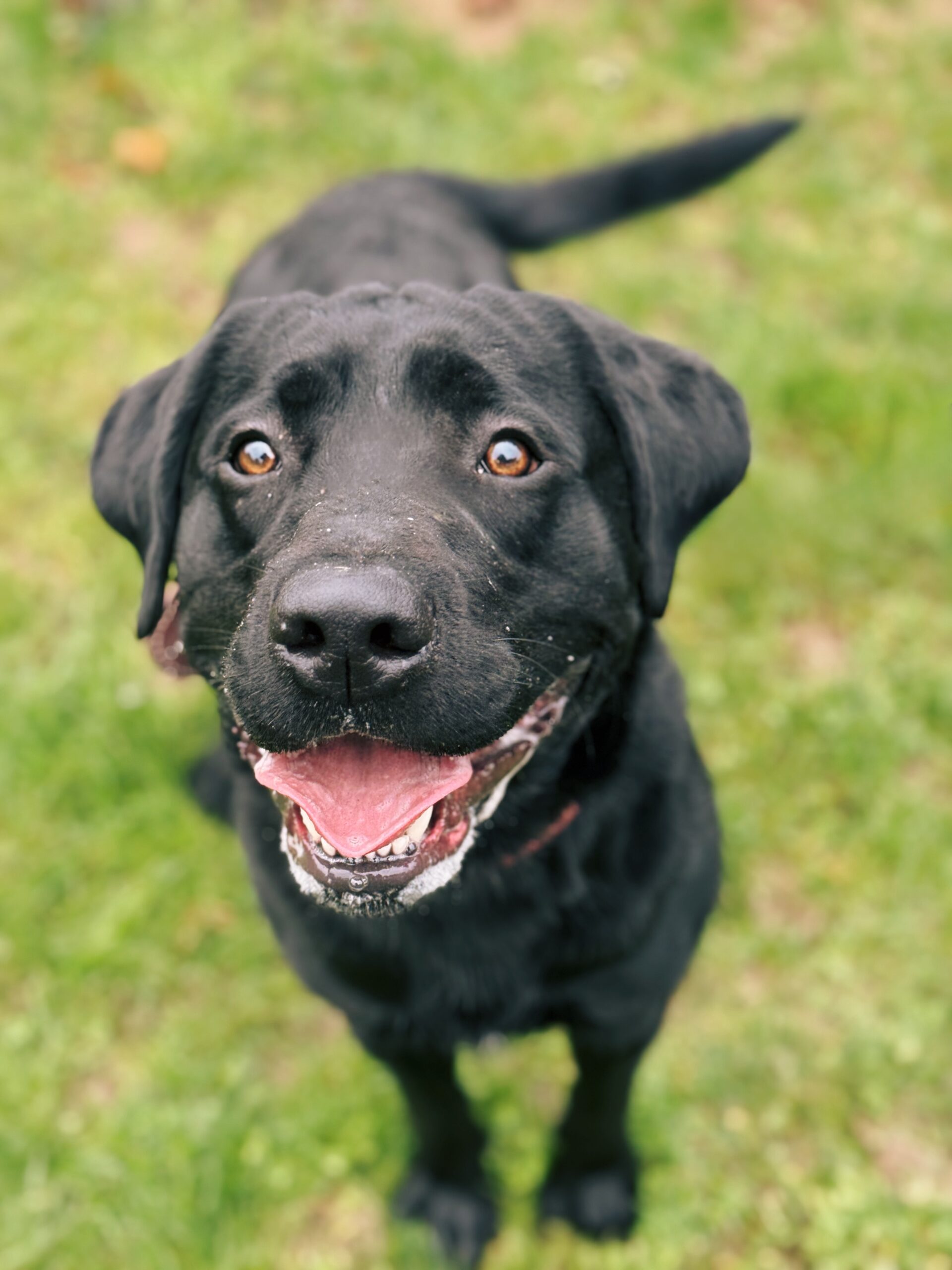 Kino, chien à l'adoption chez Sans Collier