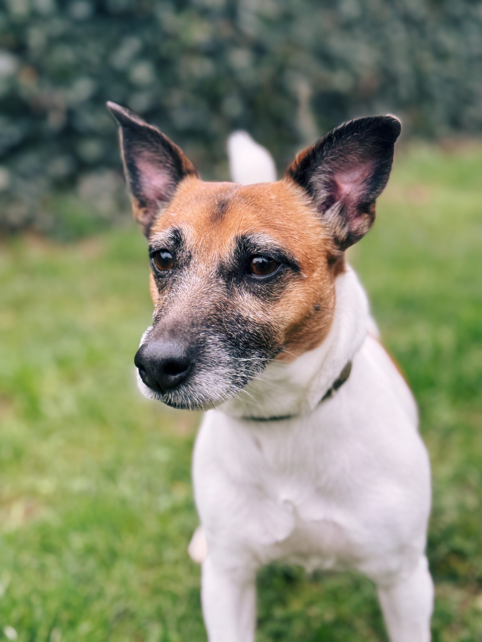 Maïa, chien à l'adoption chez Sans Collier