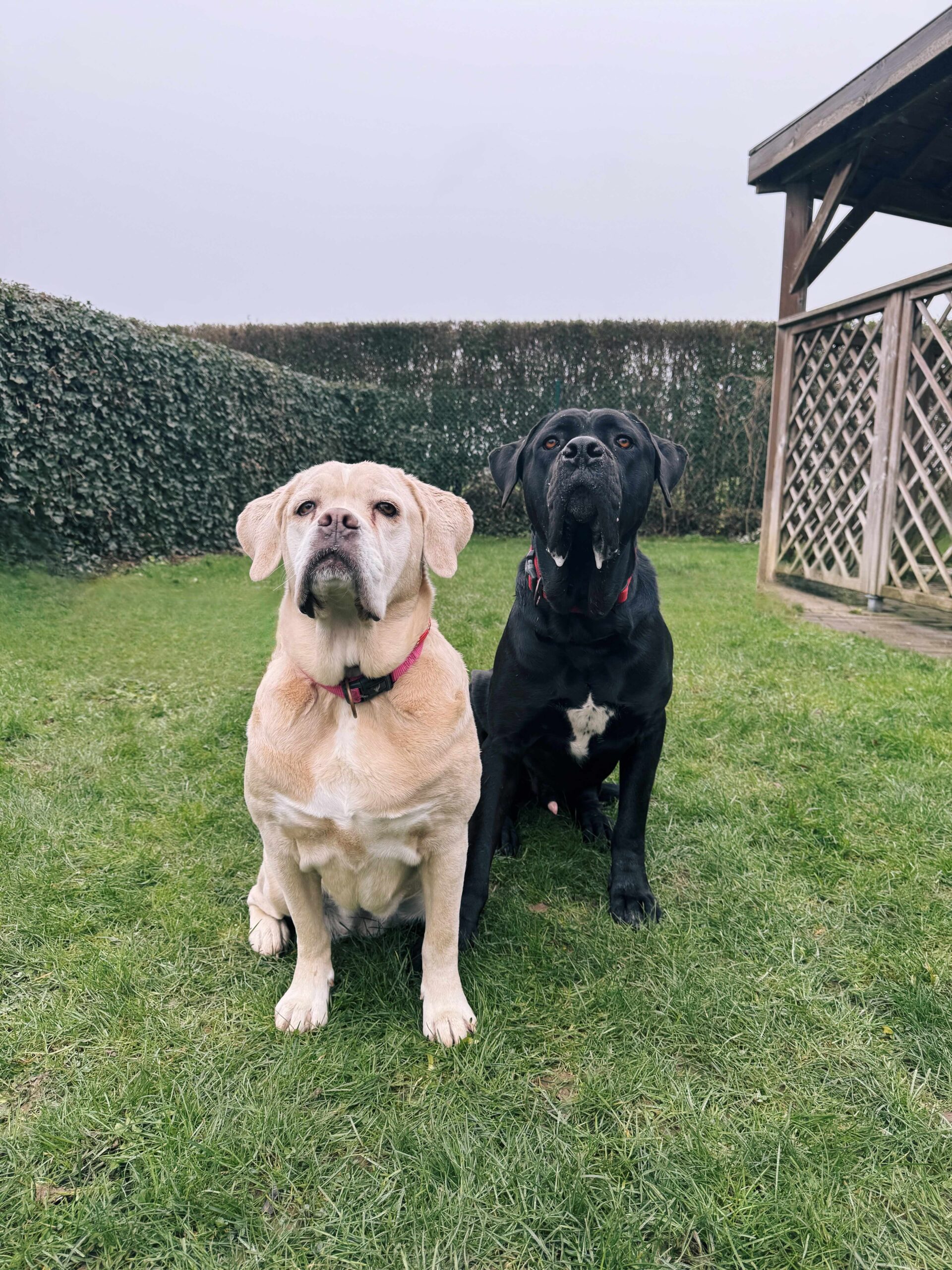 Myla & Eros, chiens à l'adoption chez Sans Collier