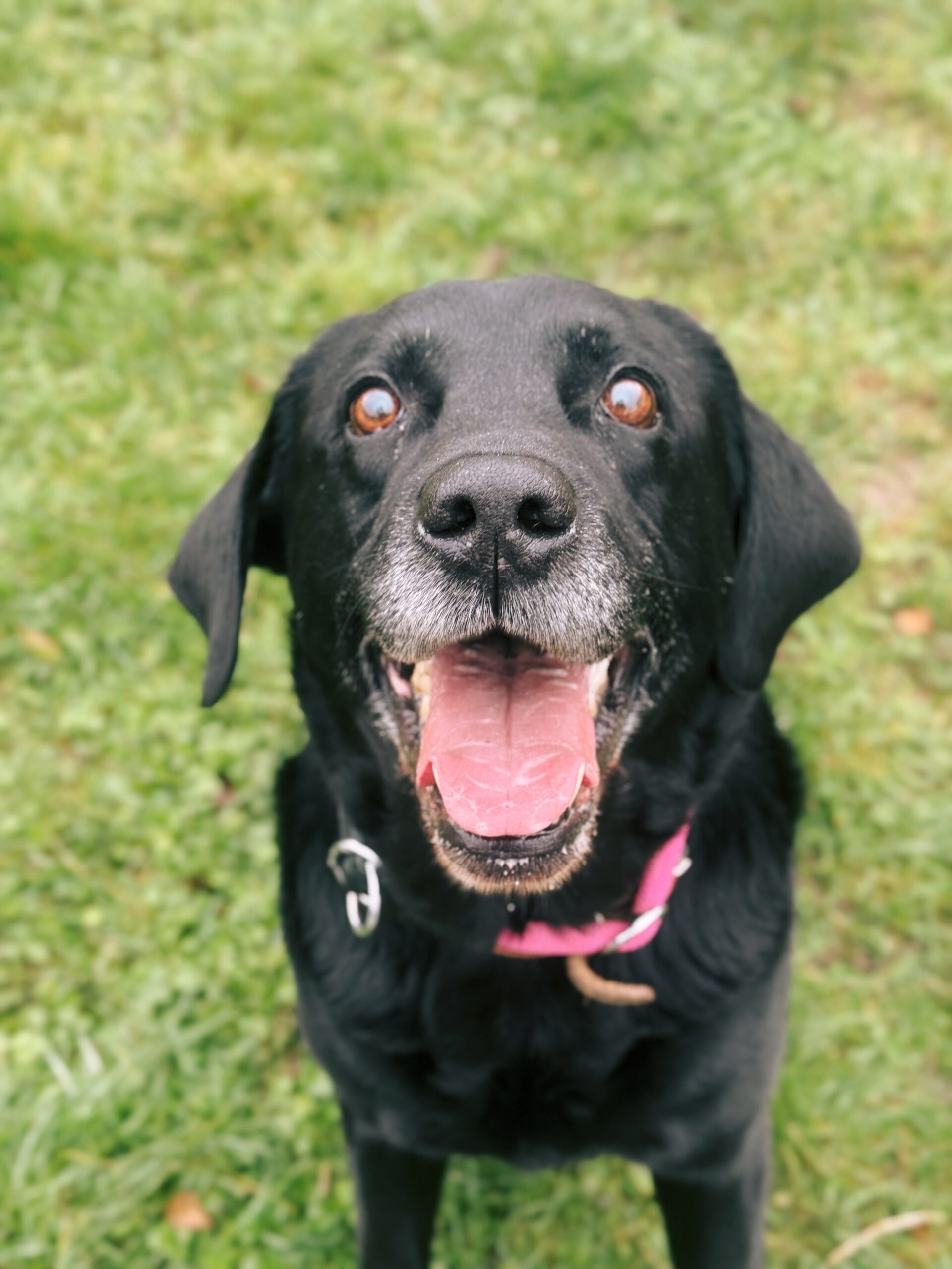 Chopin, chien à l'adoption chez Sans Collier