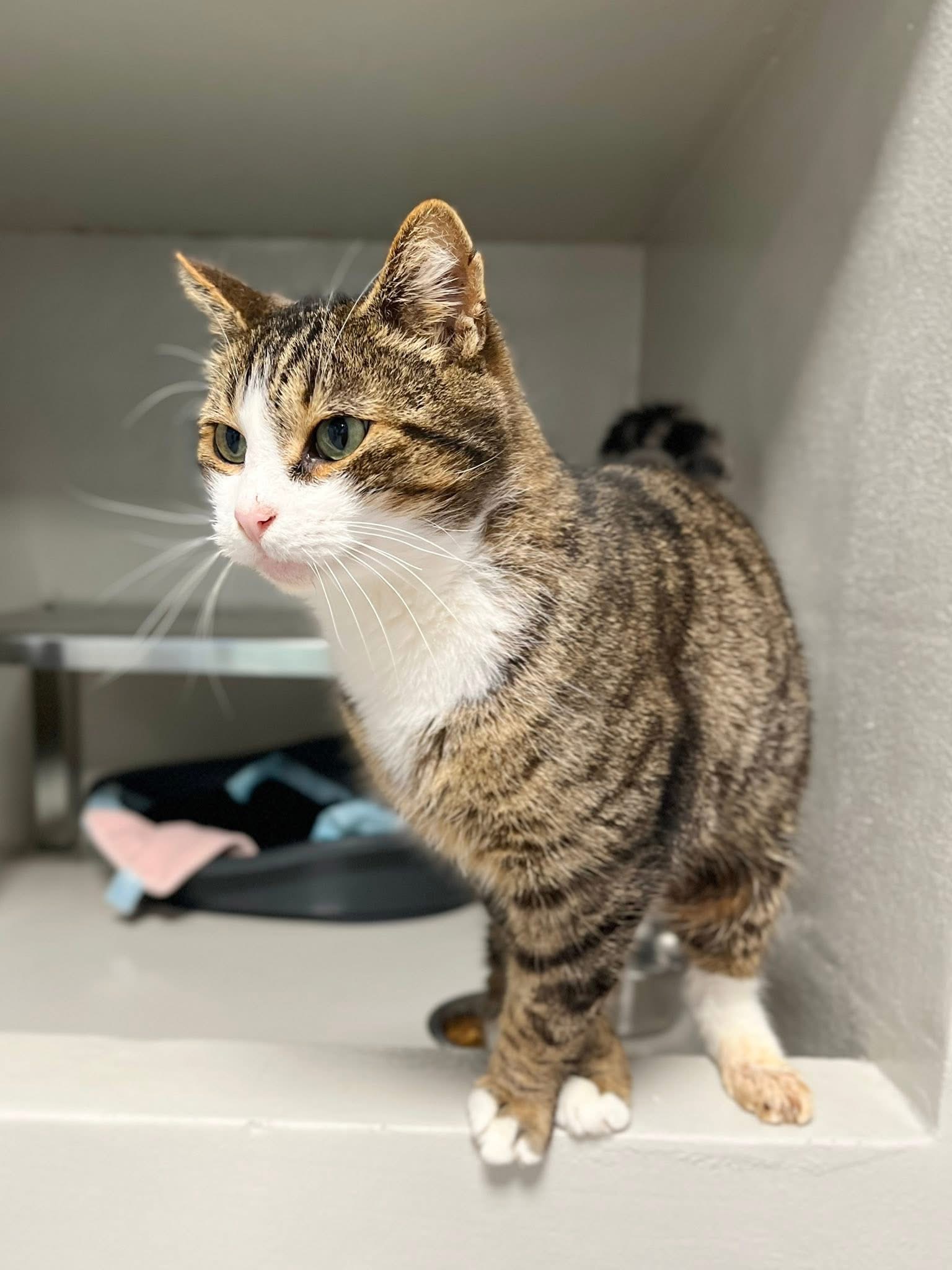 Basile, chat à l'adoption chez Sans Collier