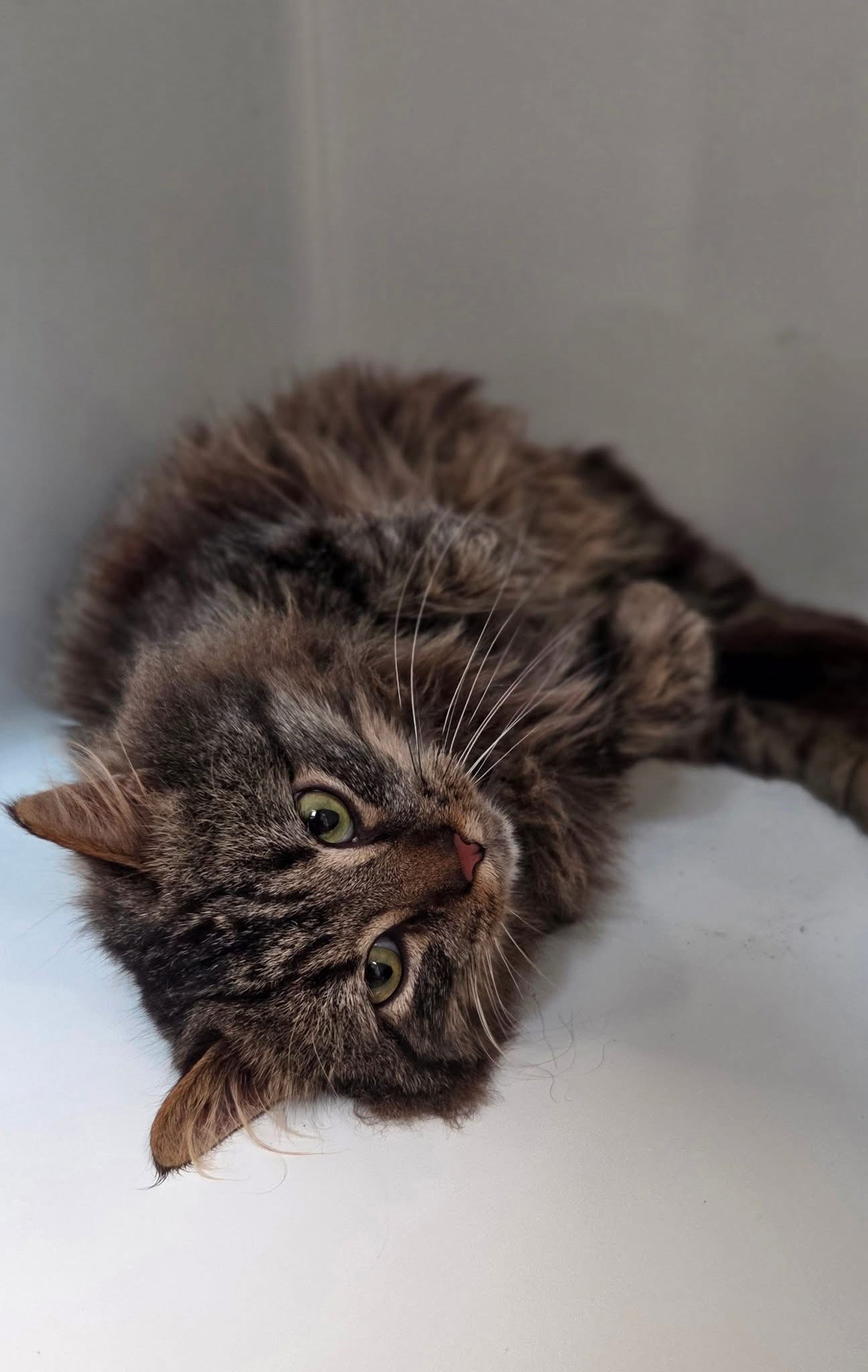 Adams, chat à l'adoption chez Sans Collier