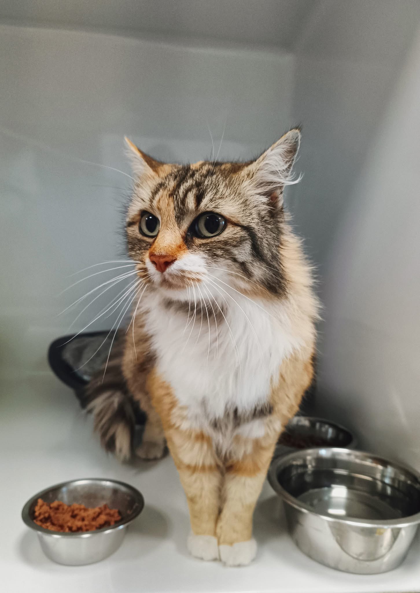 Chataigne, chat à l'adoption chez Sans Collier