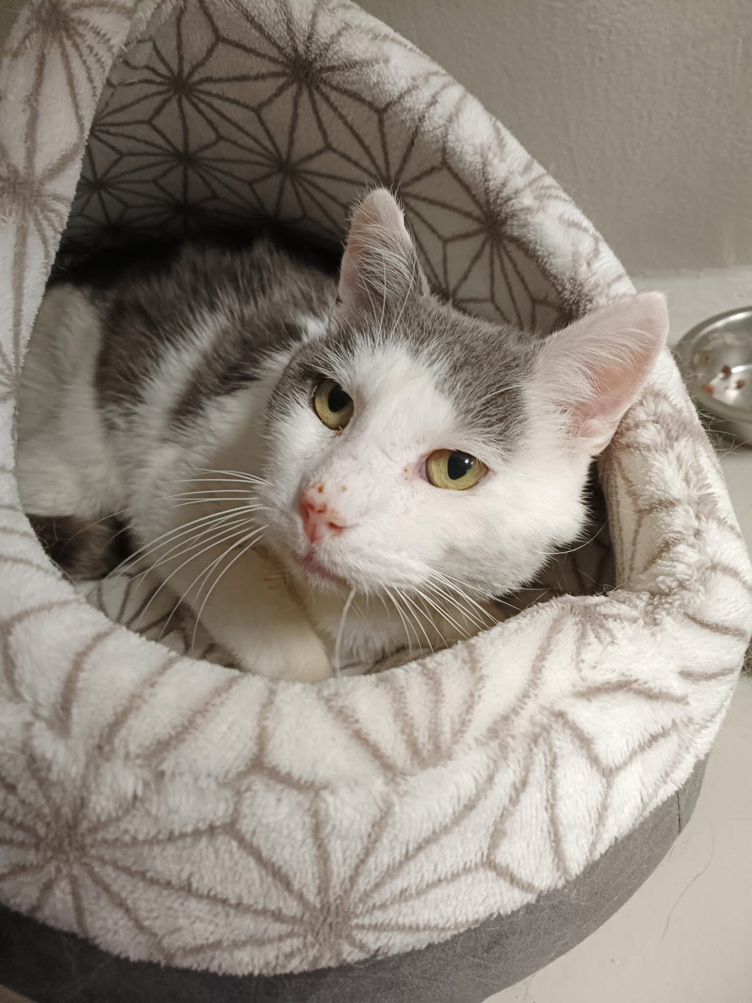 Guss, chat à l'adoption chez Sans Collier