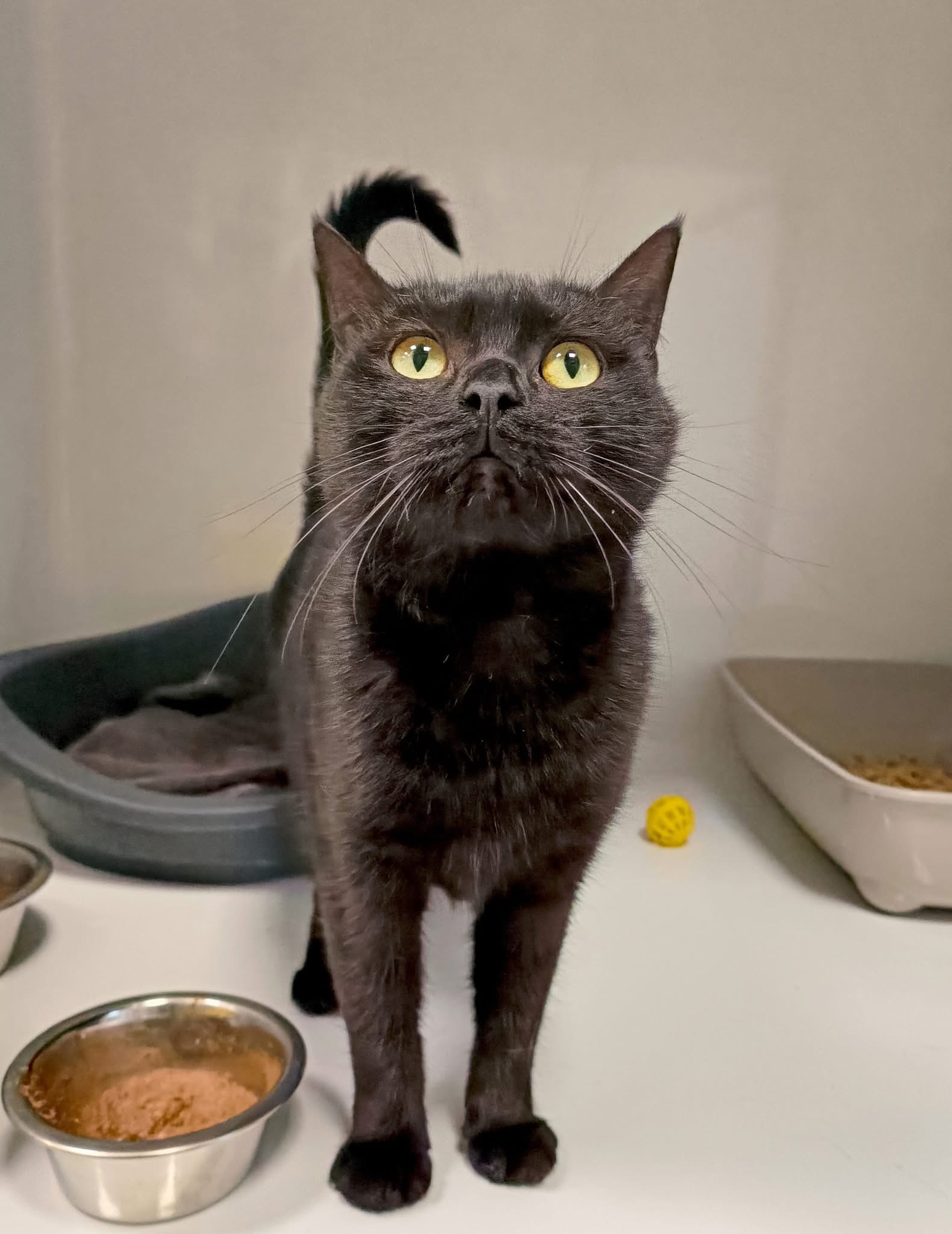 Alaska, chat à l'adoption chez Sans Collier