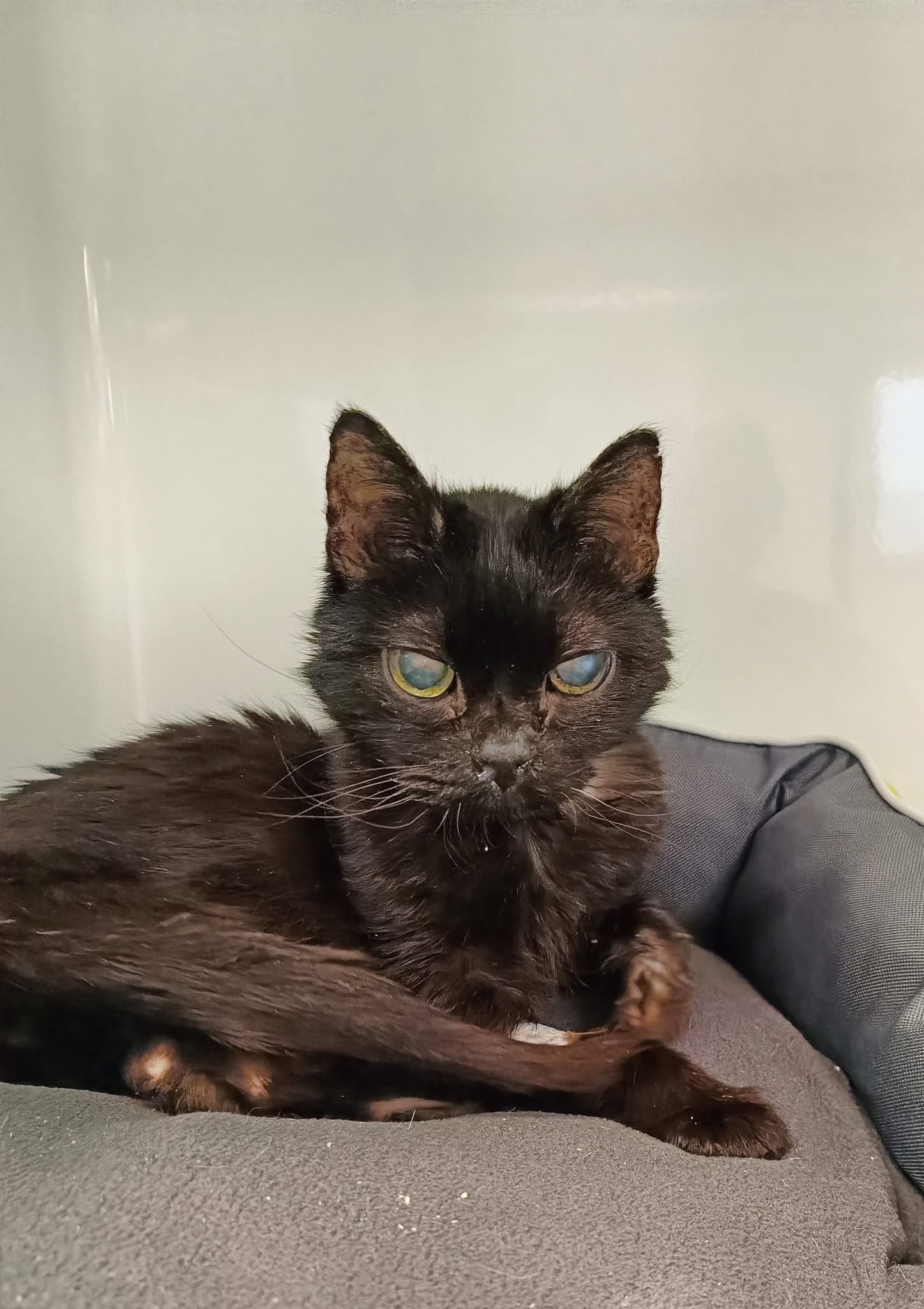 Sugus, chat à l'adoption chez Sans Collier