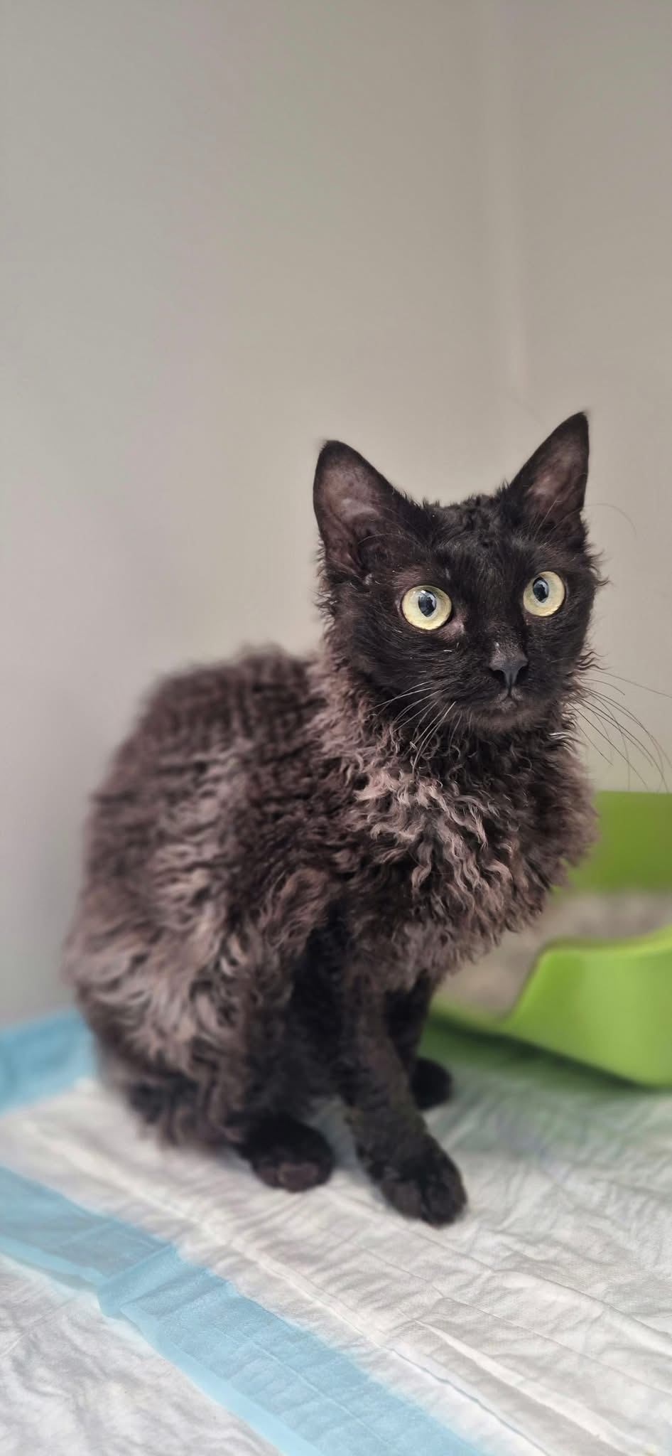 Moon, chat à l'adoption chez Sans Collier