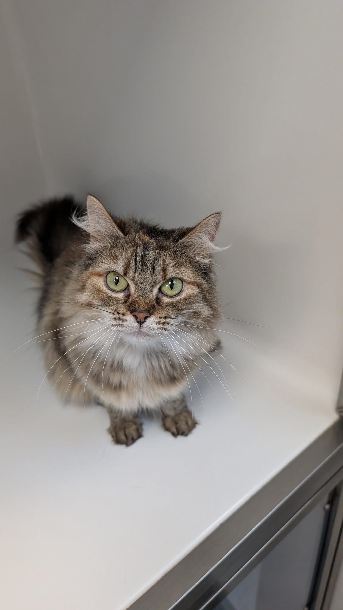 Raya, chat à l'adoption chez Sans Collier