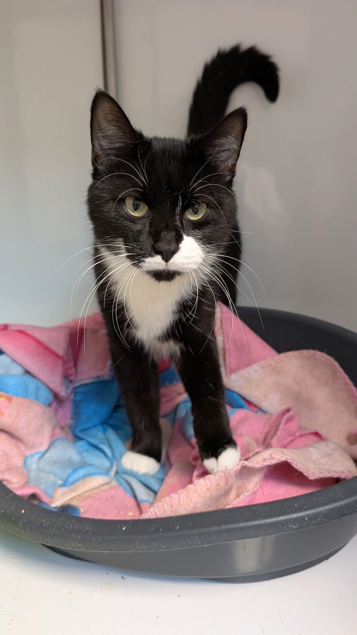 Cruella, chat à l'adoption chez Sans Collier