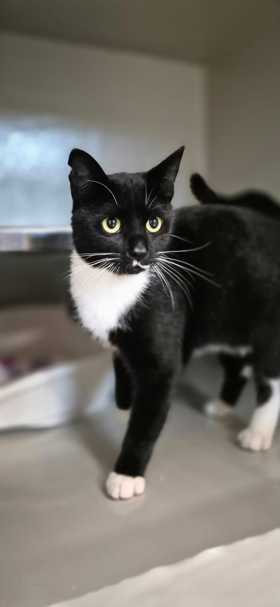 Felix, chat à l'adoption chez Sans Collier