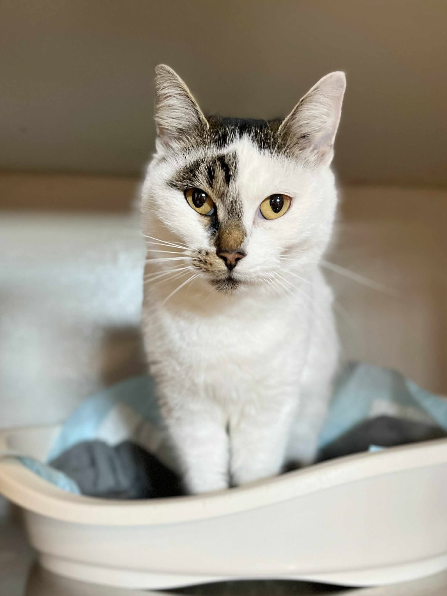 Josephine, chat à l'adoption chez Sans Collier
