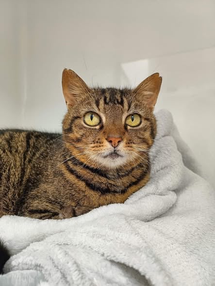 Noxy, chat à l'adoption chez Sans Collier