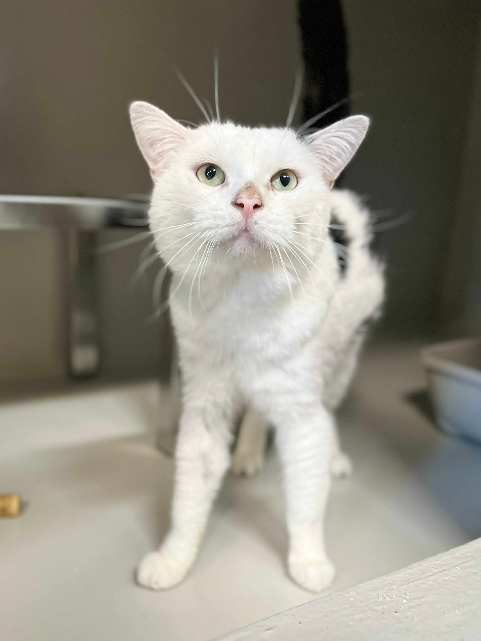 Oscar 1, chat à l'adoption chez Sans Collier