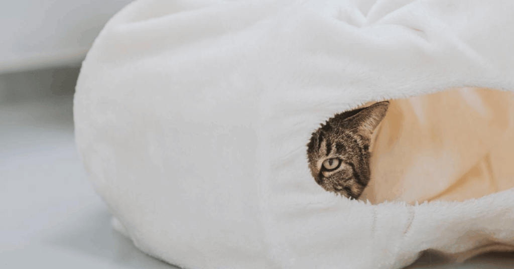 Sans Collier | les dons matériels : un geste concret pour le confort