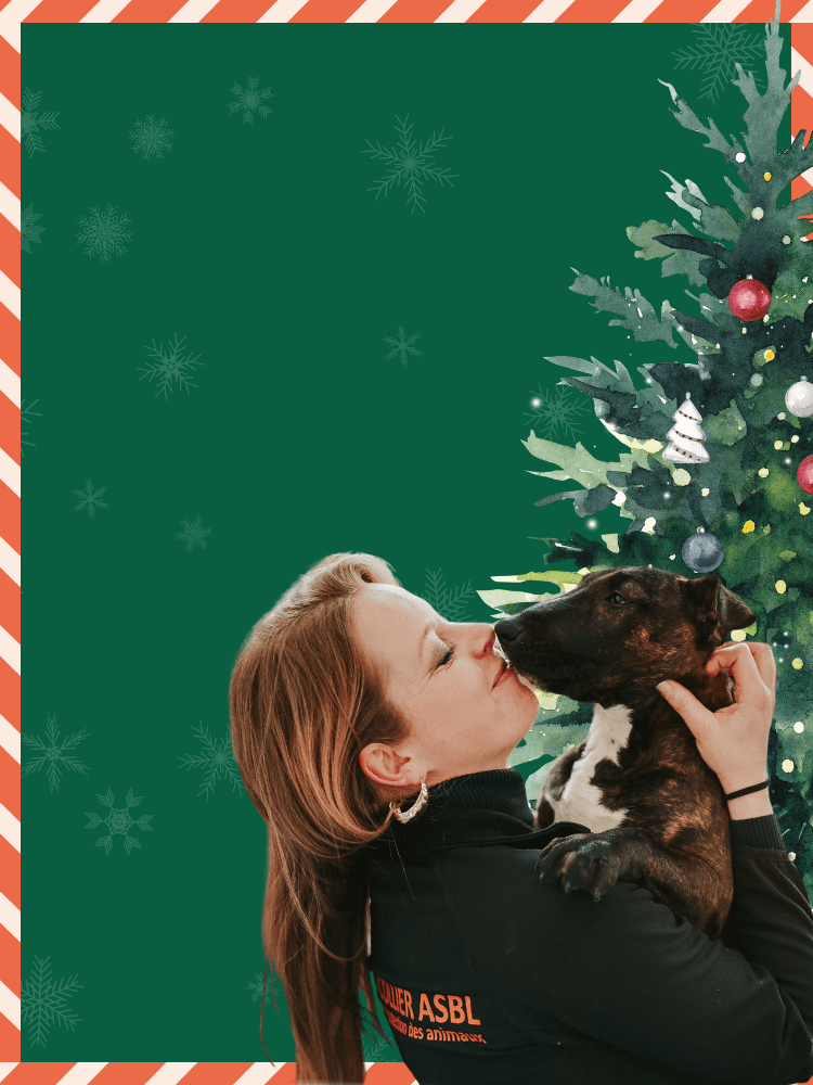 Sans Collier vous invite au Noel des Animaux le 13-14 décembre