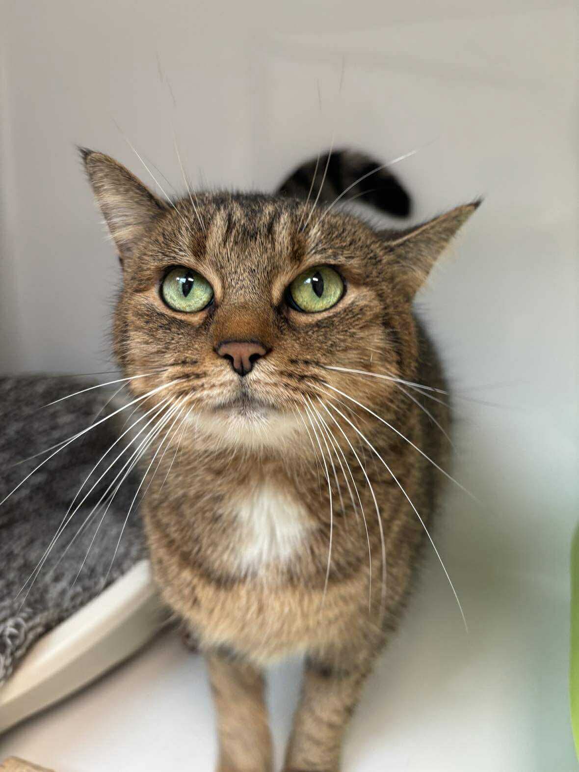 Tiana, chat à l'adoption chez Sans Collier