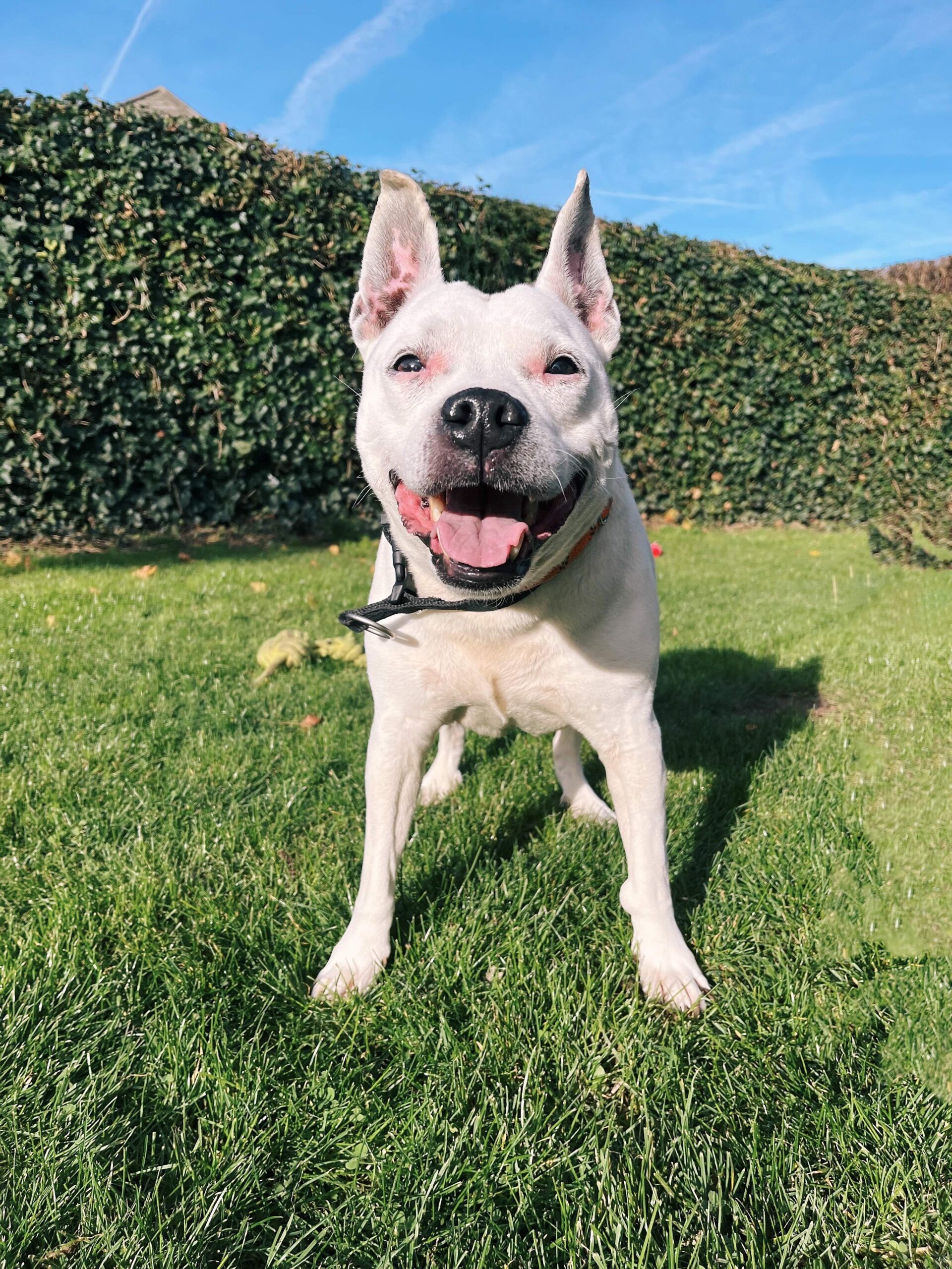 Neige, chien à l'adoption chez Sans Collier