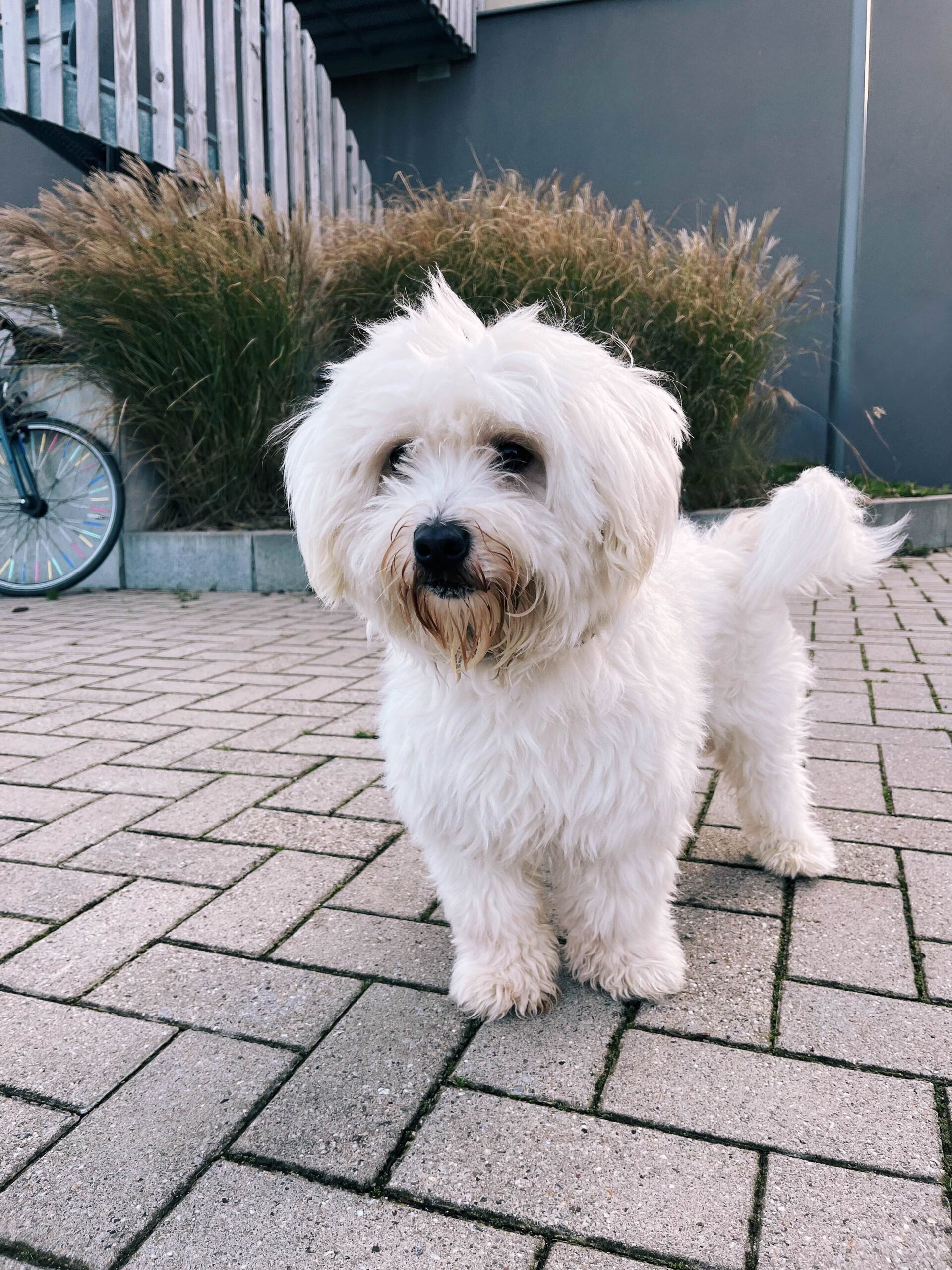 Chien perdu chez Sans Collier