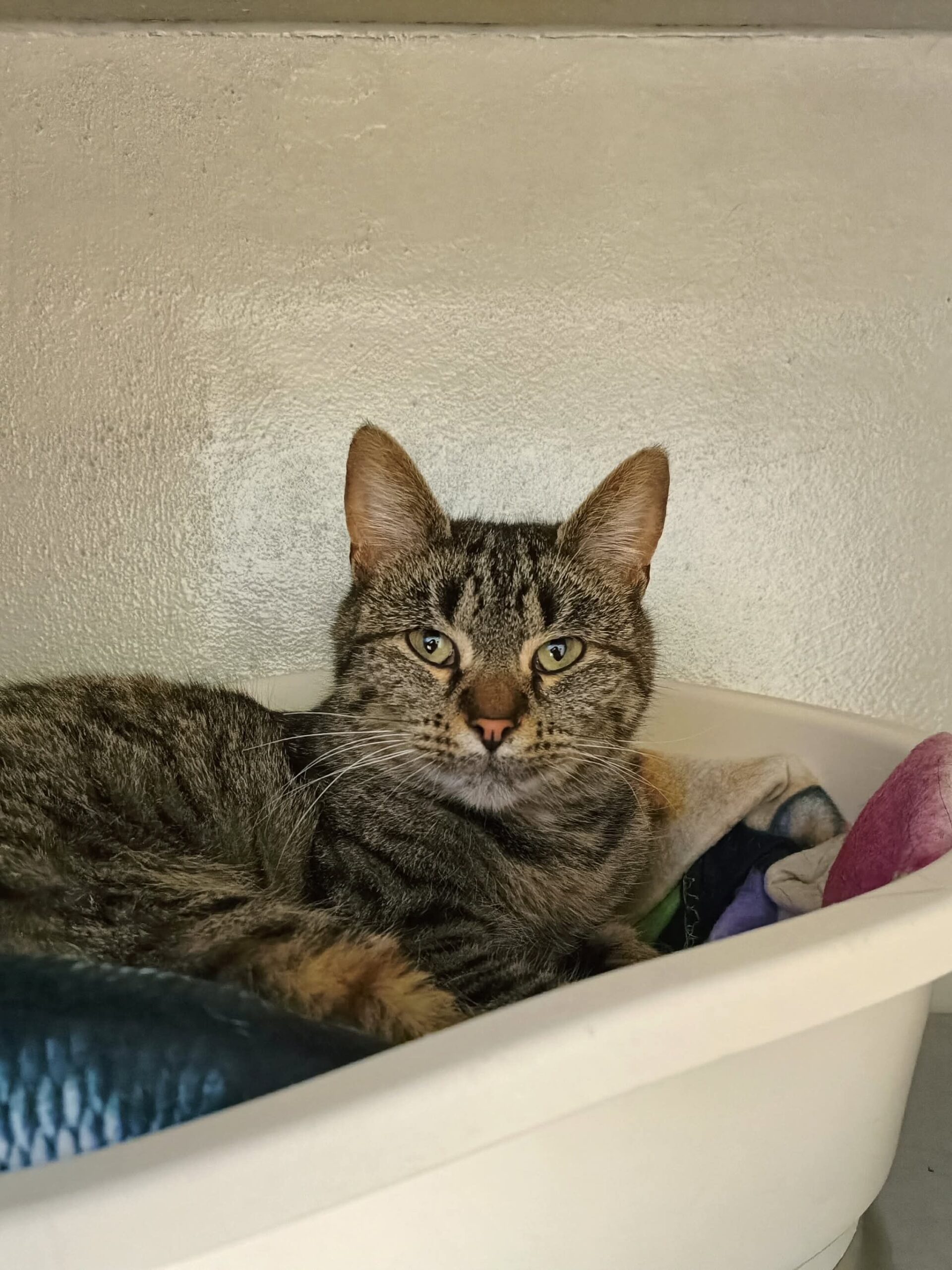 Chatte trouvée à Eghezée le 18/11/25