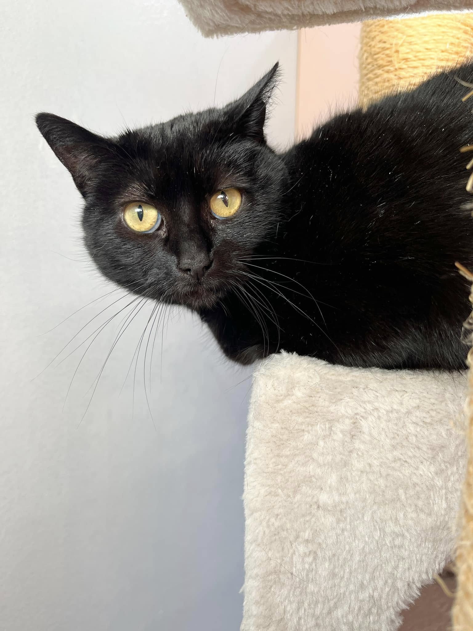 Maelle, chat à l'adoption chez Sans Collier