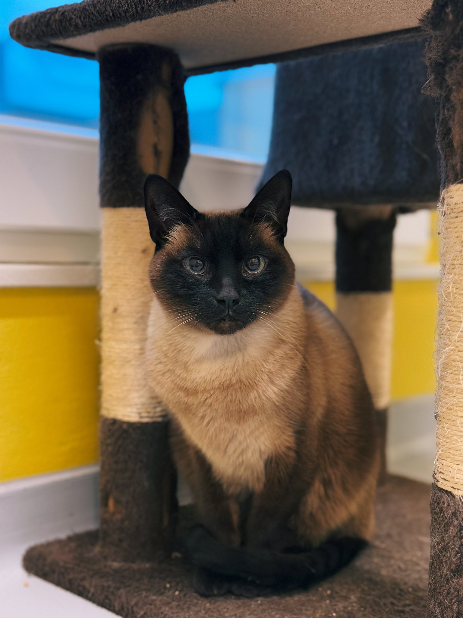 Mistouk, chat à l'adoption chez Sans Collier