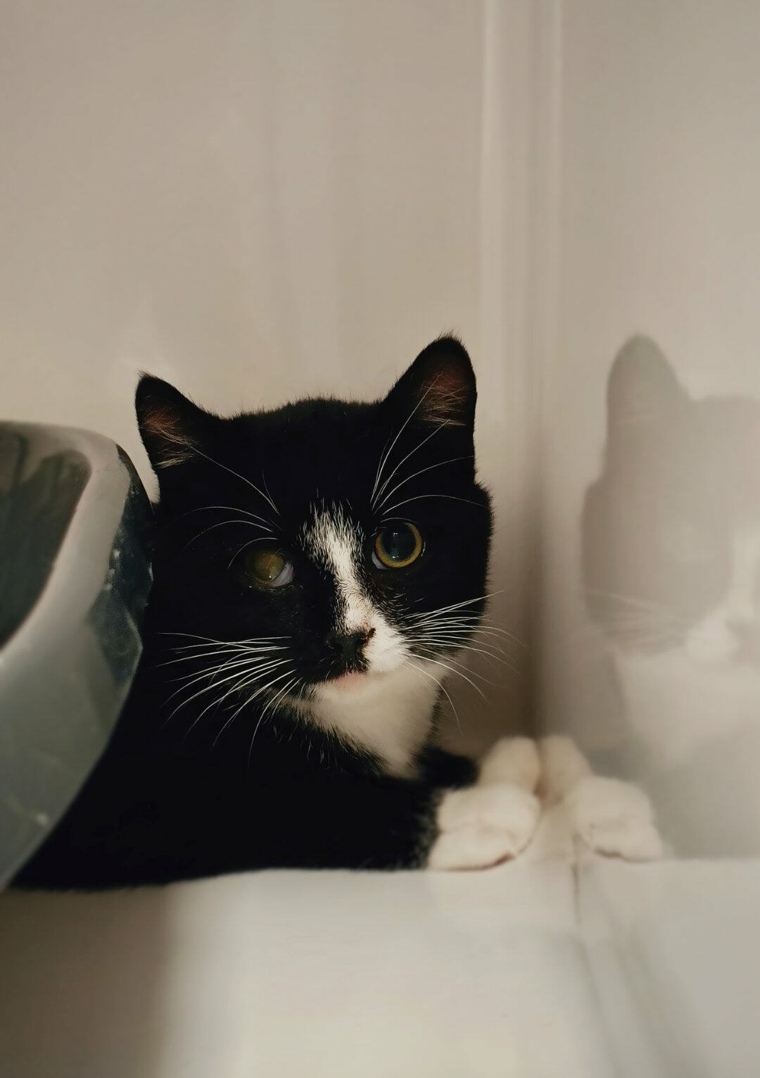 Augustin, chat à l'adoption chez Sans Collier