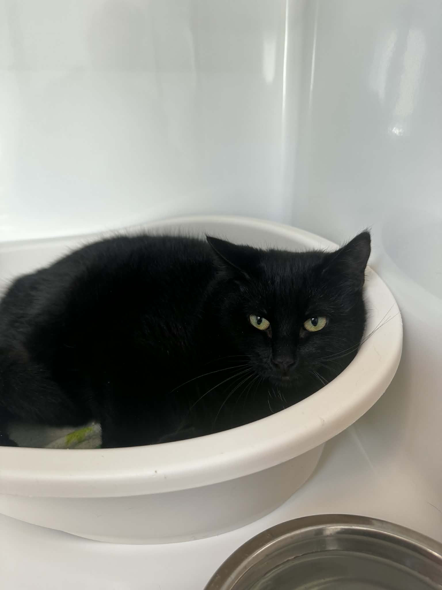 Bagherra, chat à l'adoption chez Sans Collier