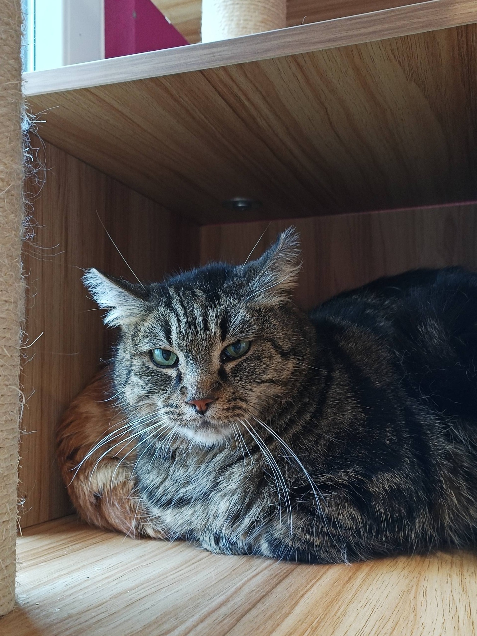 Bart, chat à l'adoption chez Sans Collier