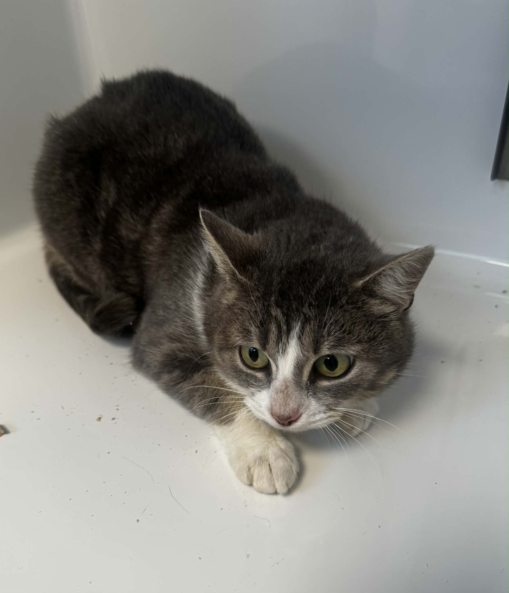 Bétanie, chat à l'adoption chez Sans Collier