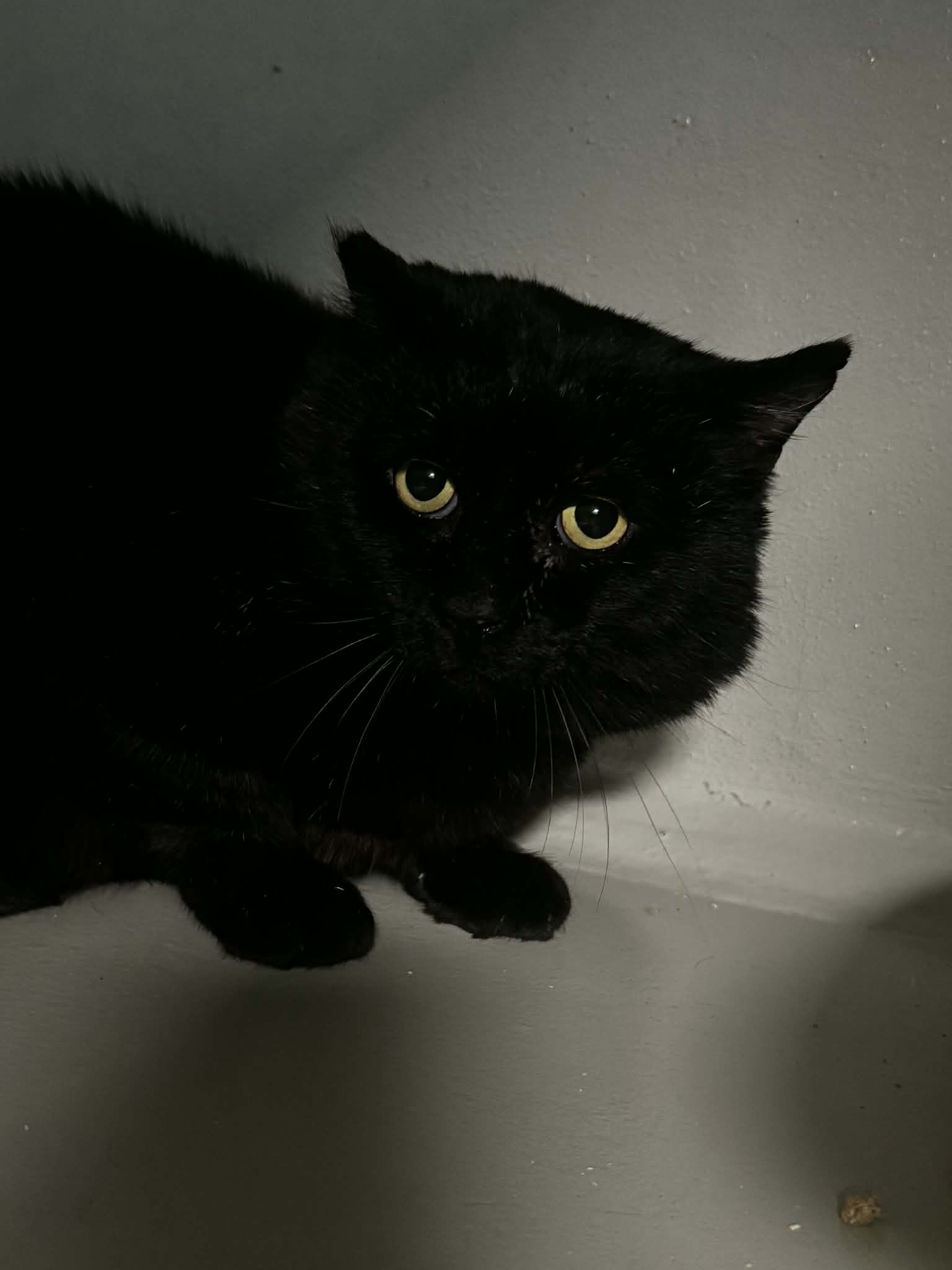 Boubou, chat à l'adoption chez Sans Collier