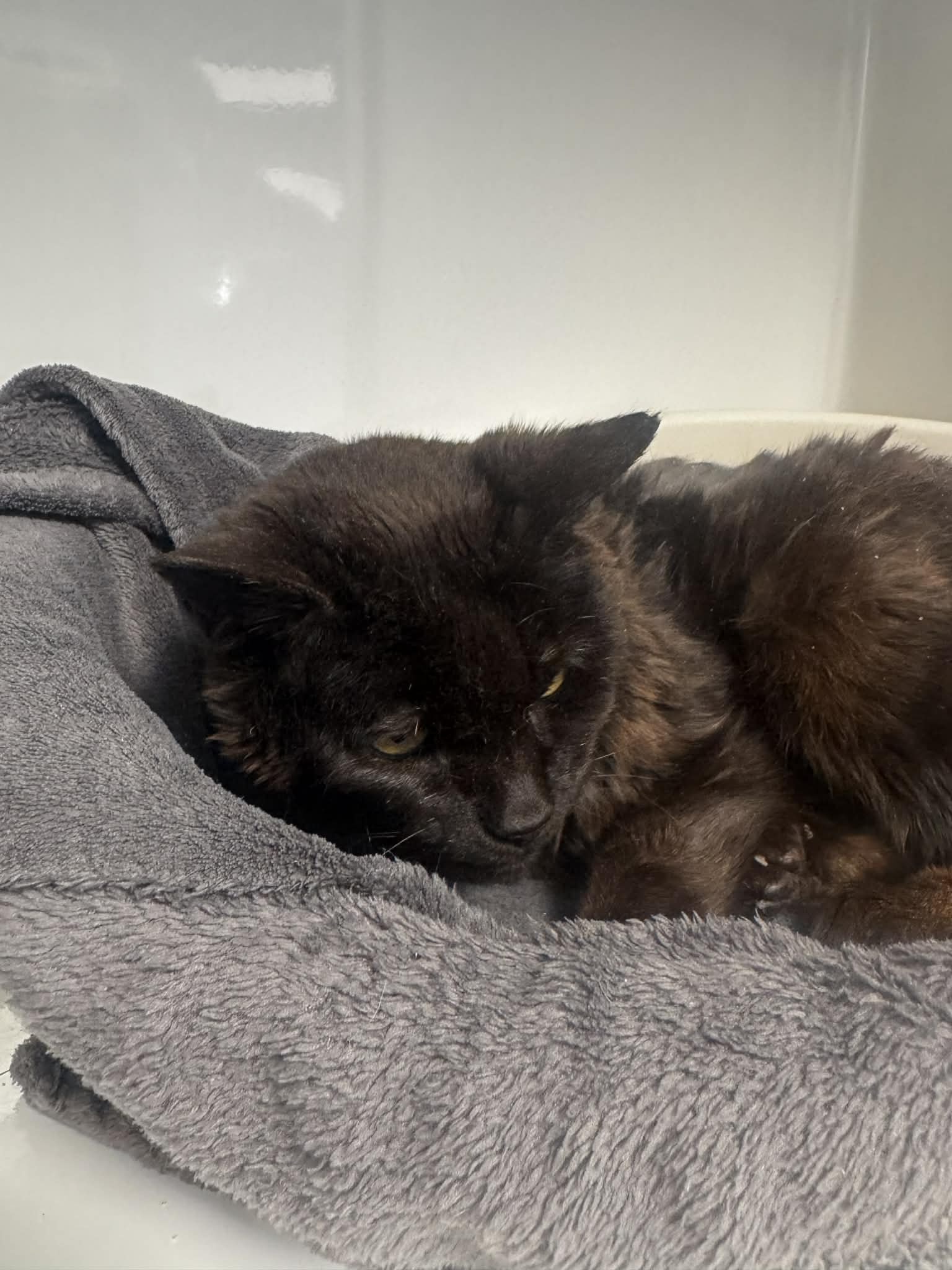 Catherine, chat à l'adoption chez Sans Collier