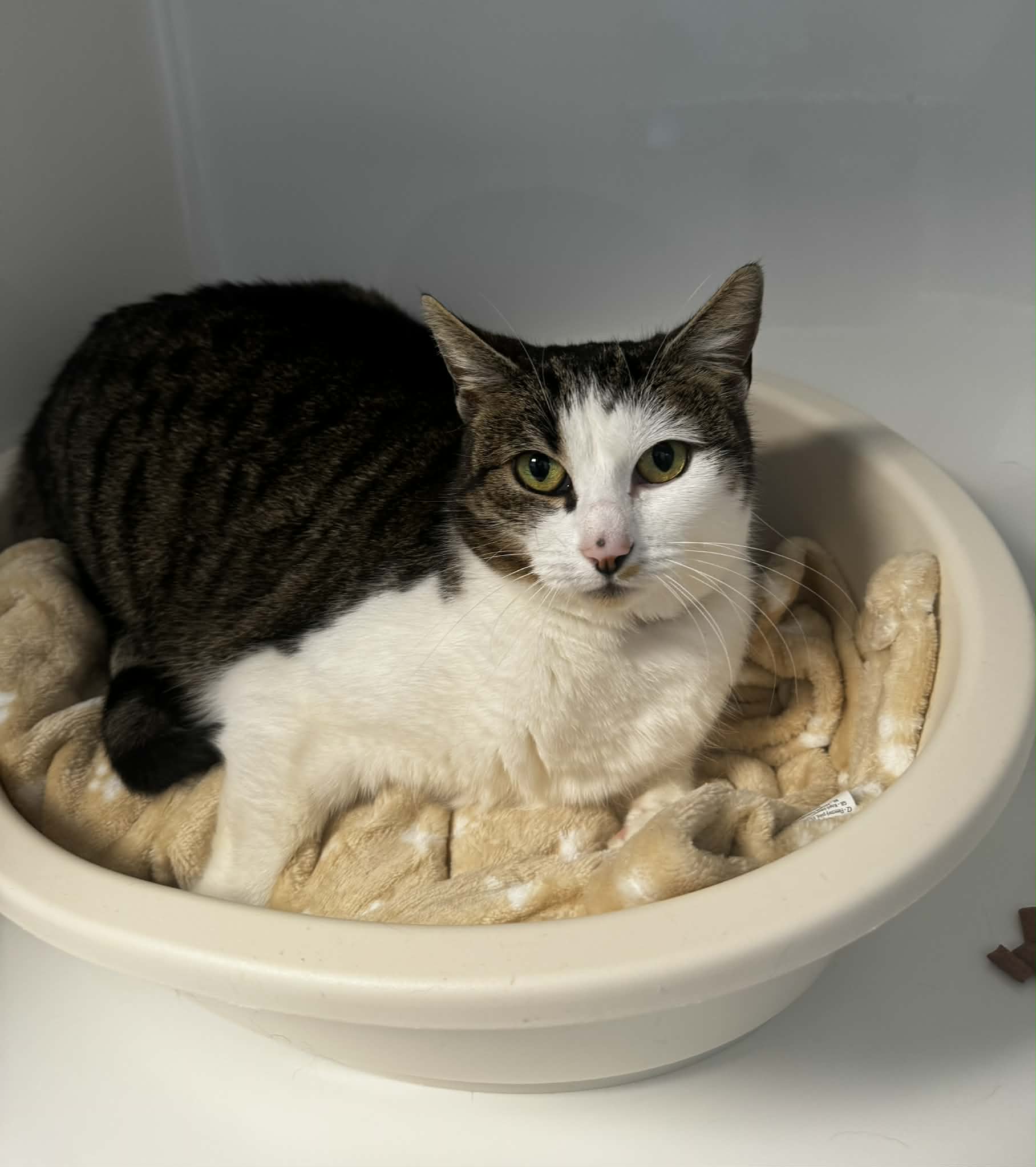 Chouchou, chat à l'adoption chez Sans Collier