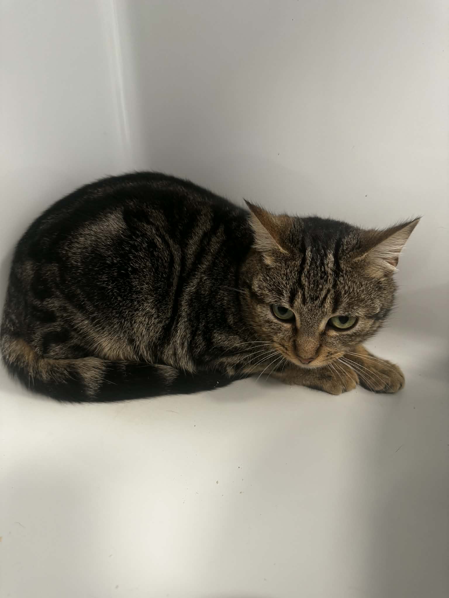 Crochette, chat à l'adoption chez Sans Collier