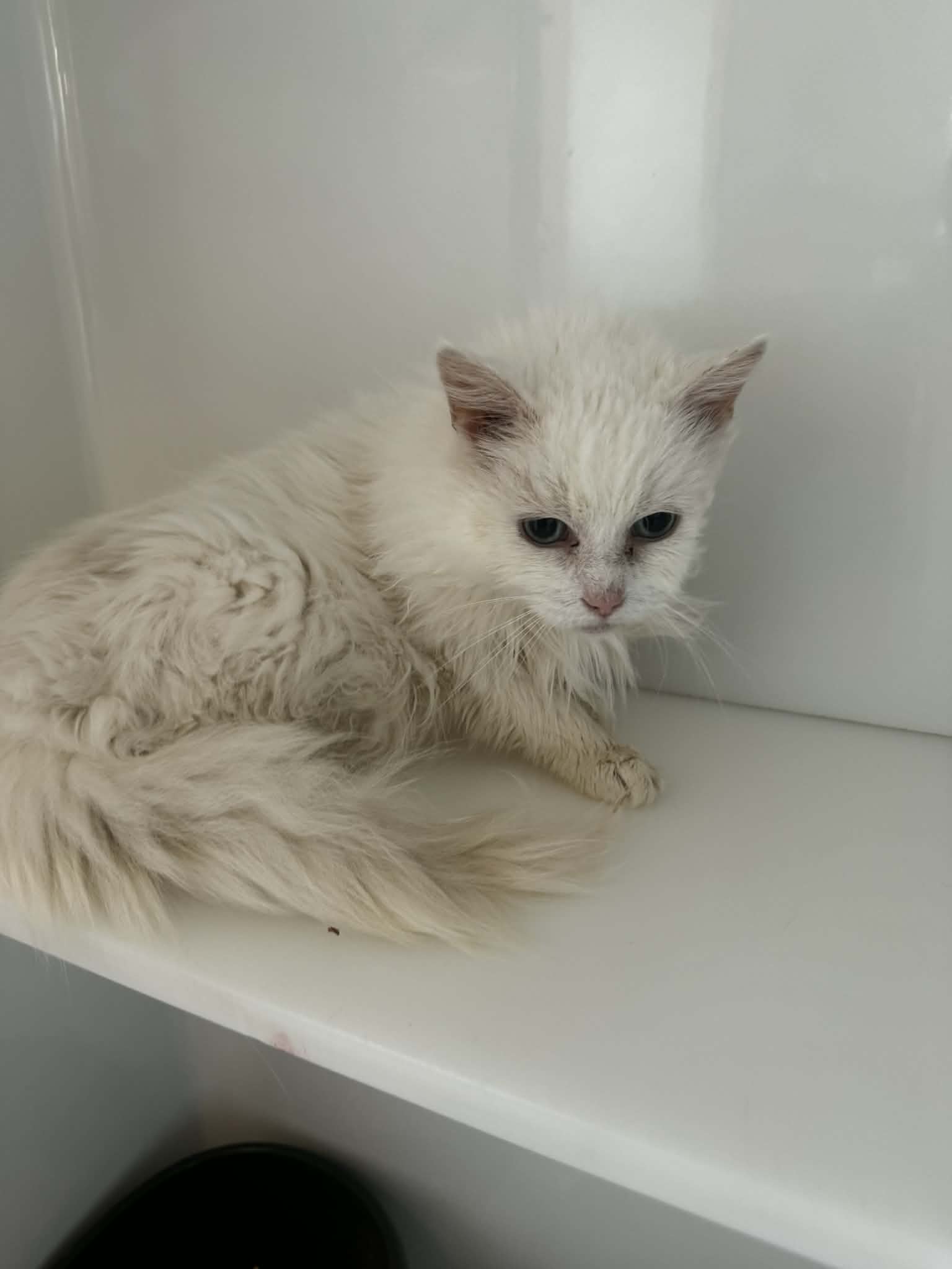 Etoile, chat à l'adoption chez Sans Collier