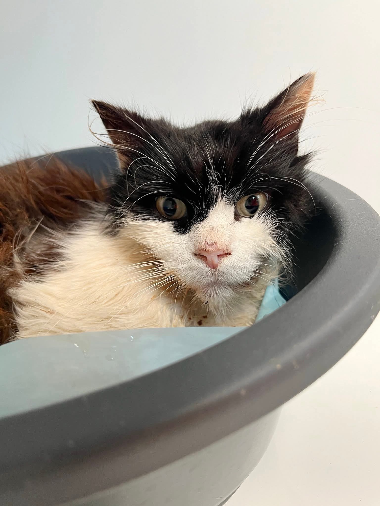 Gui, chat à l'adoption chez Sans Collier