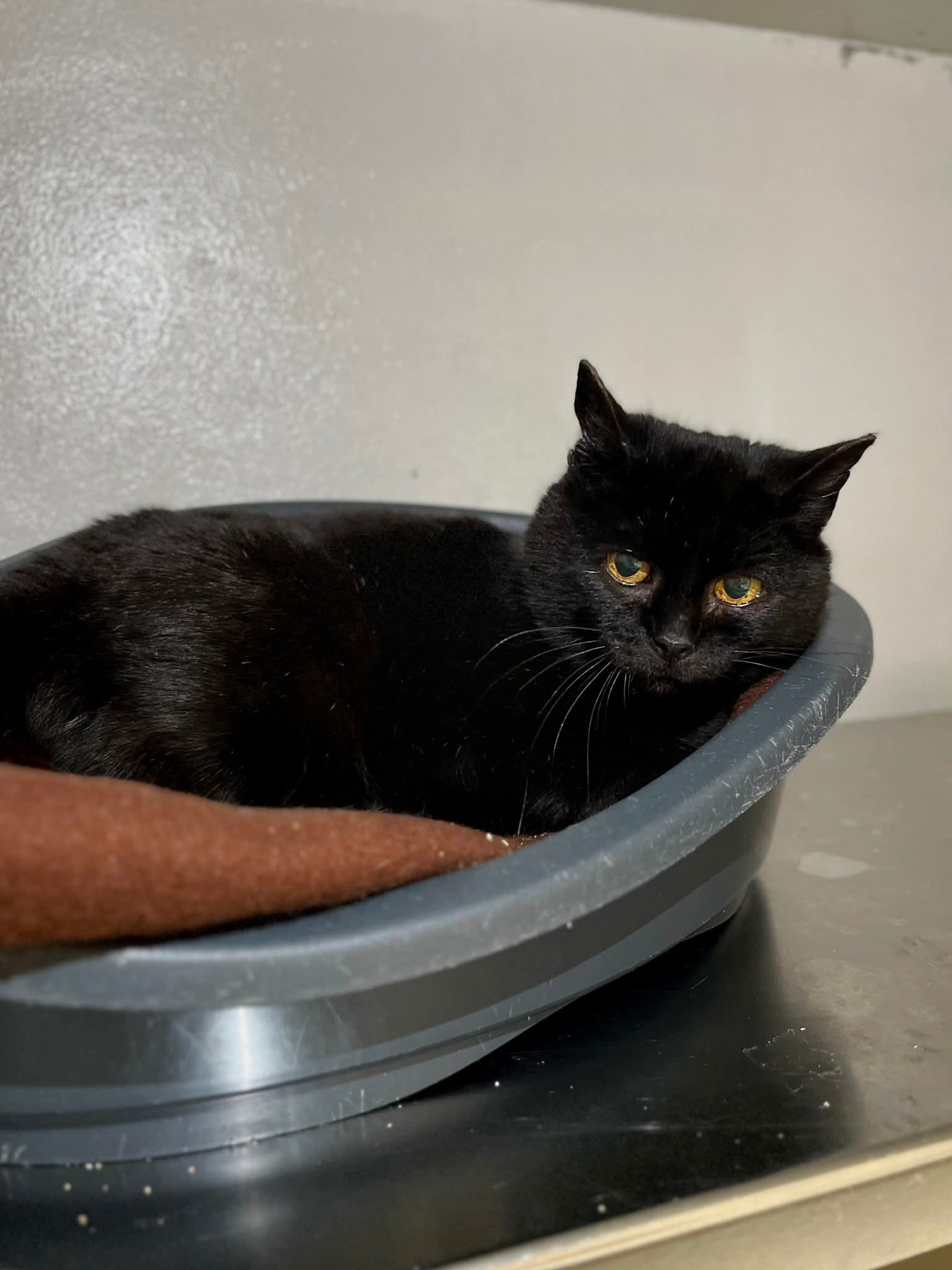 Jeanne, chat à l'adoption chez Sans Collier