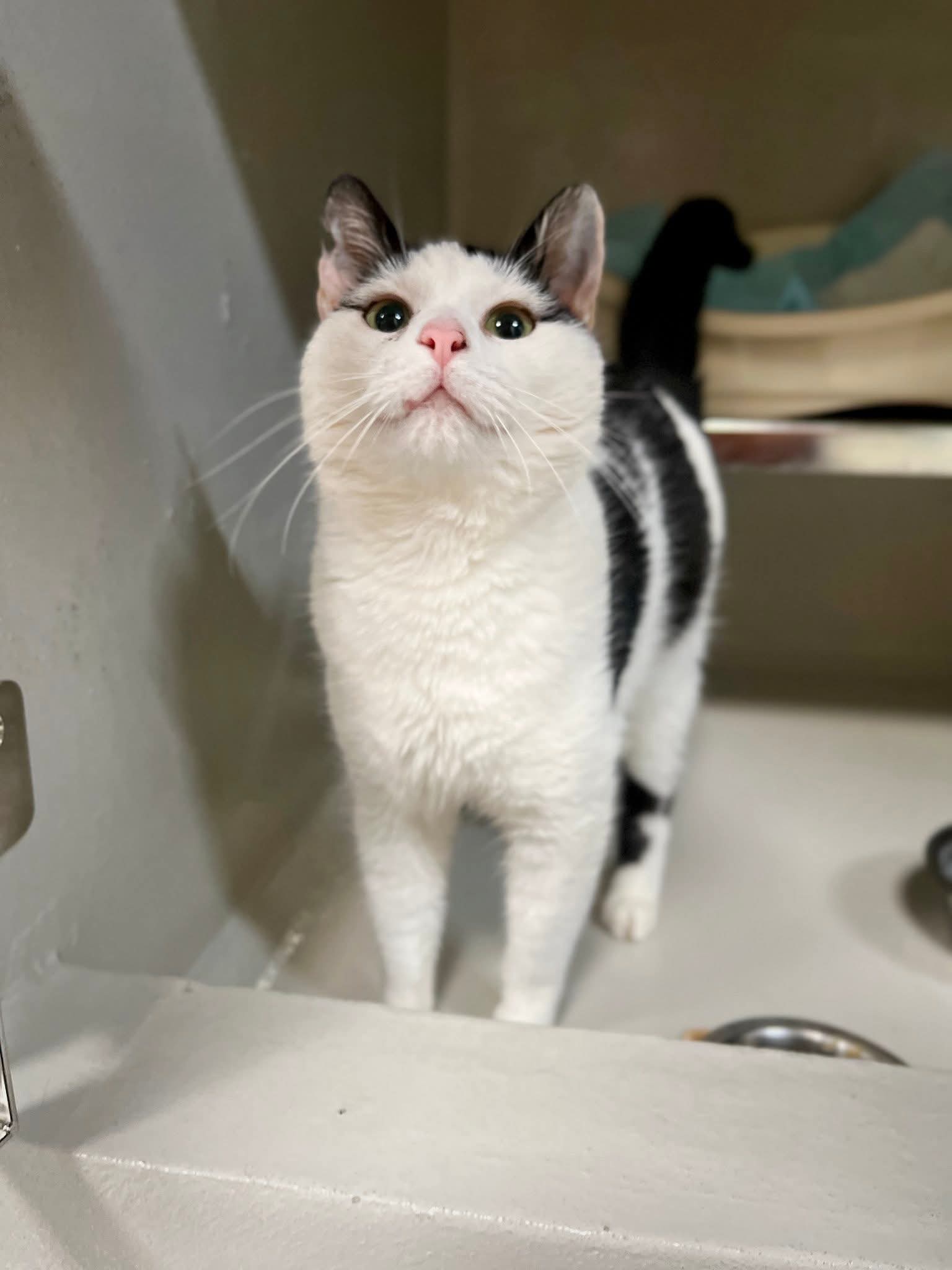 Mahan, chat à l'adoption chez Sans Collier