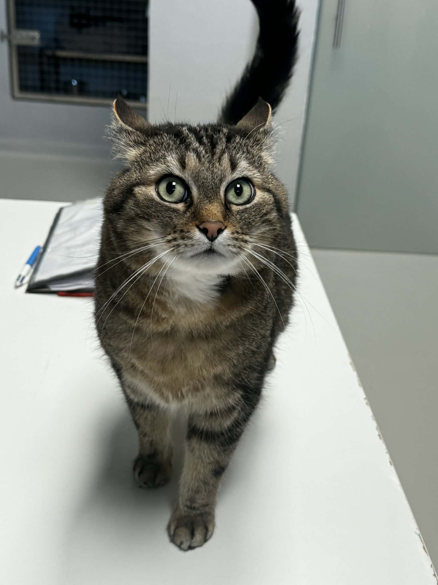 Félix, chat à l'adoption chez Sans Collier