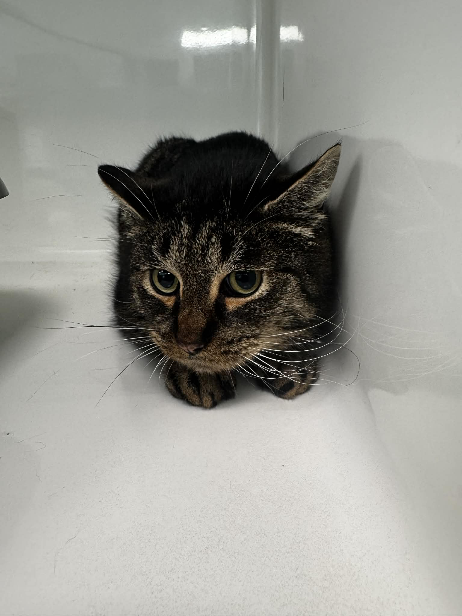 Gégé, chat à l'adoption chez Sans Collier