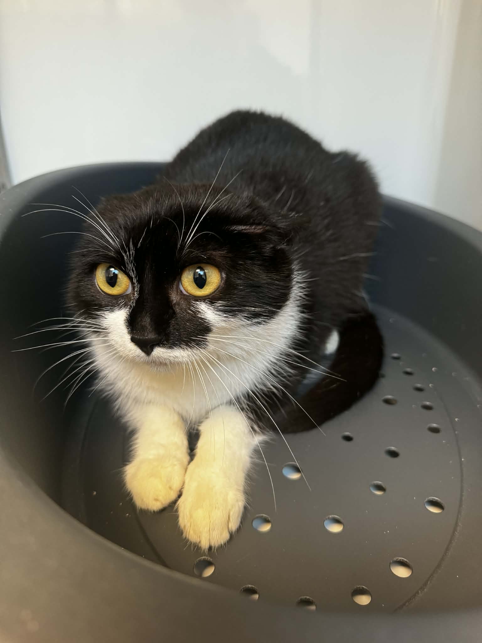 Ghost, chat à l'adoption chez Sans Collier