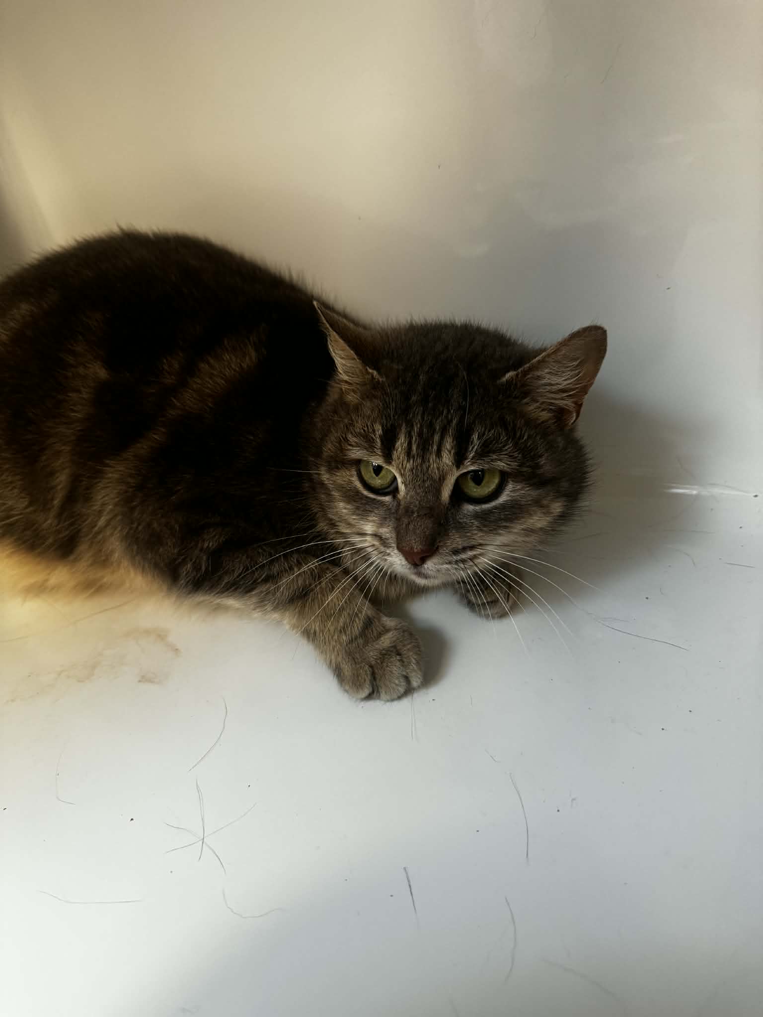 Ghotel, chat à l'adoption chez Sans Collier