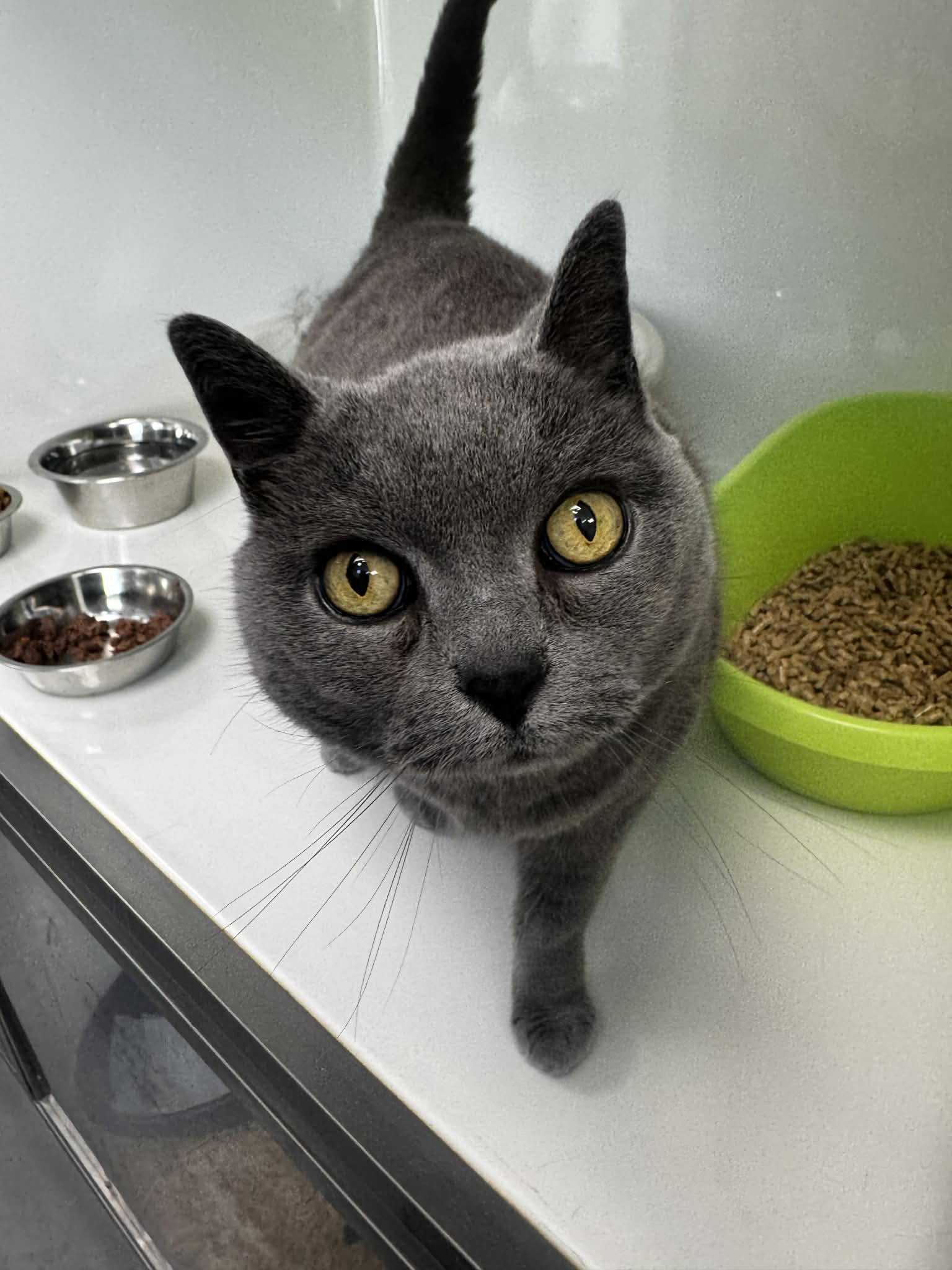 Gourdino, chat à l'adoption chez Sans Collier