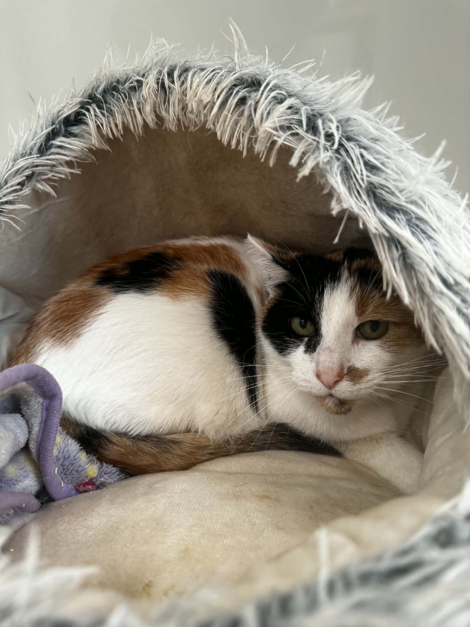 Gribouille 1, chat à l'adoption chez Sans Collier